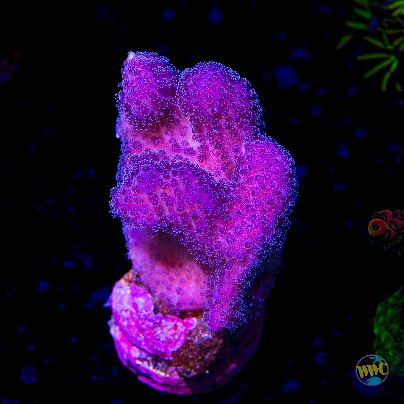 WWC Purple Stylophora