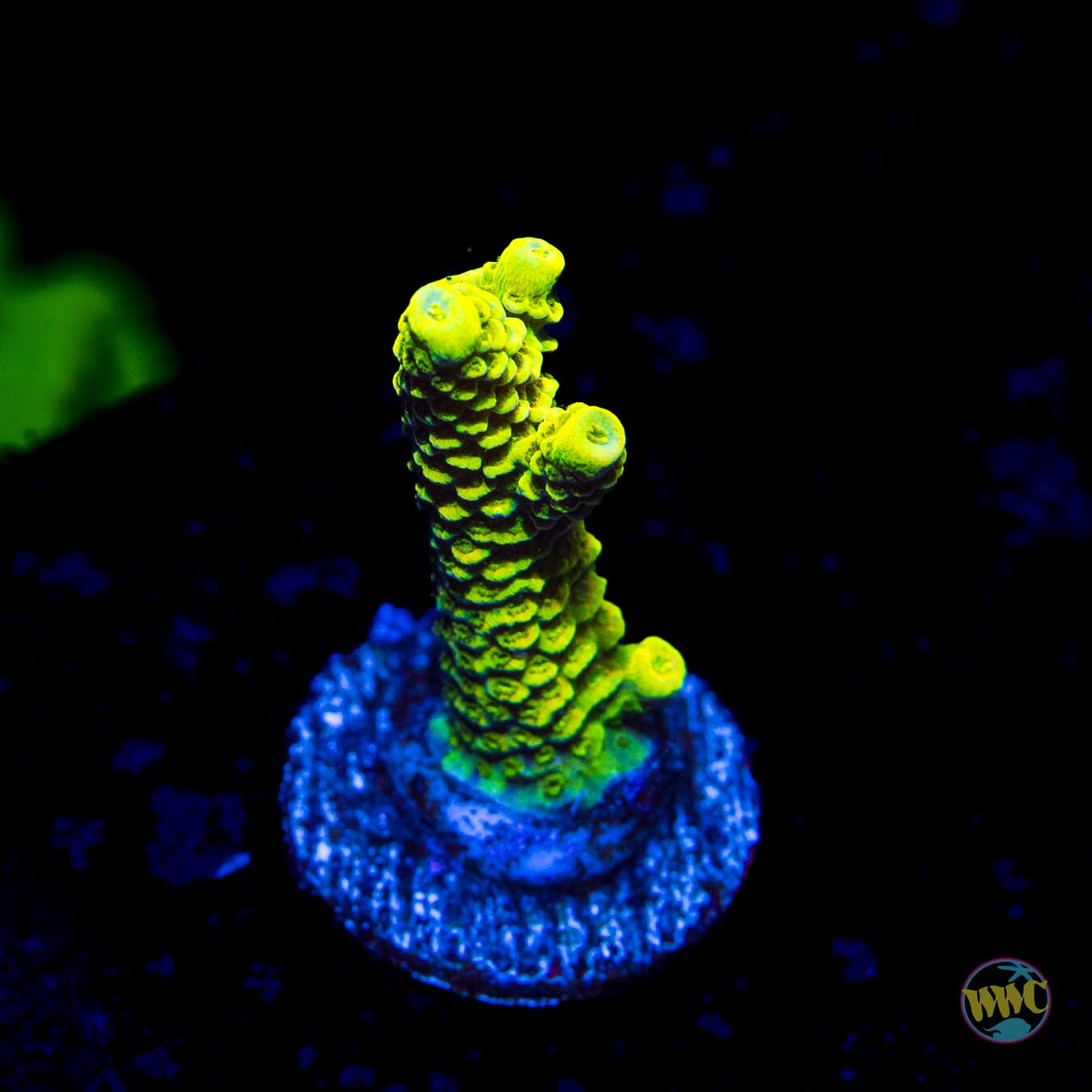 WWC Cactus Cooler Mille Acropora