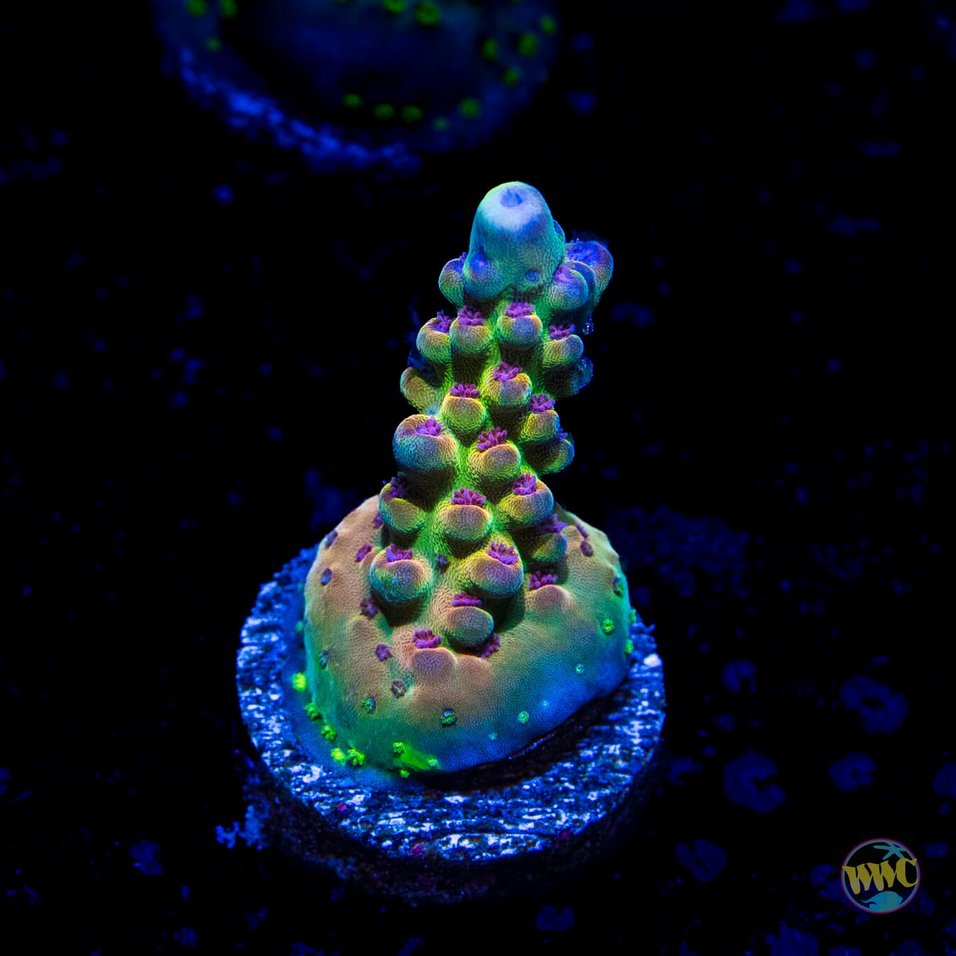 WWC Big Hoss Acropora