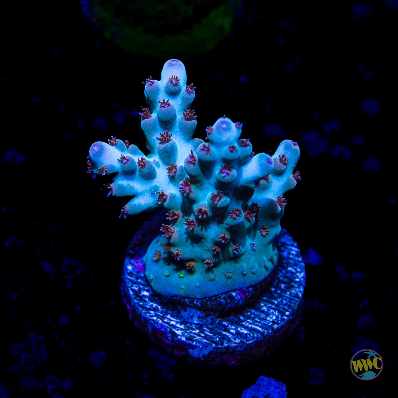 WWC Ice Dragon Acropora