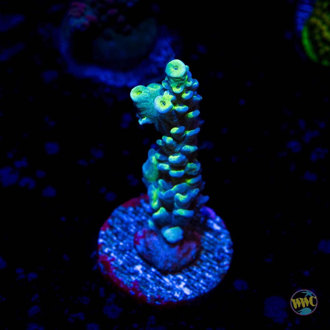 WWC Malibu Surfer Acropora