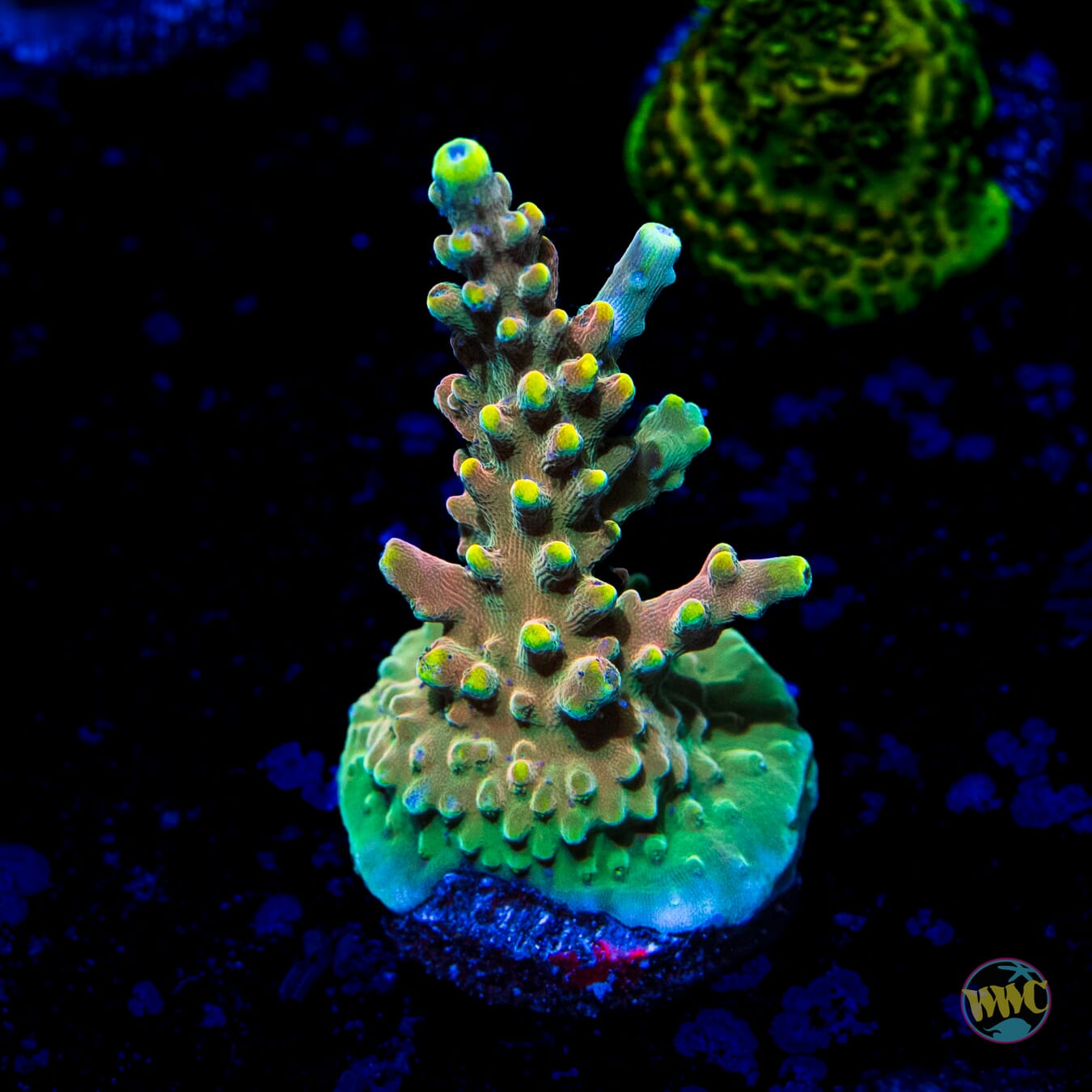 WWC Lady Liberty Acropora