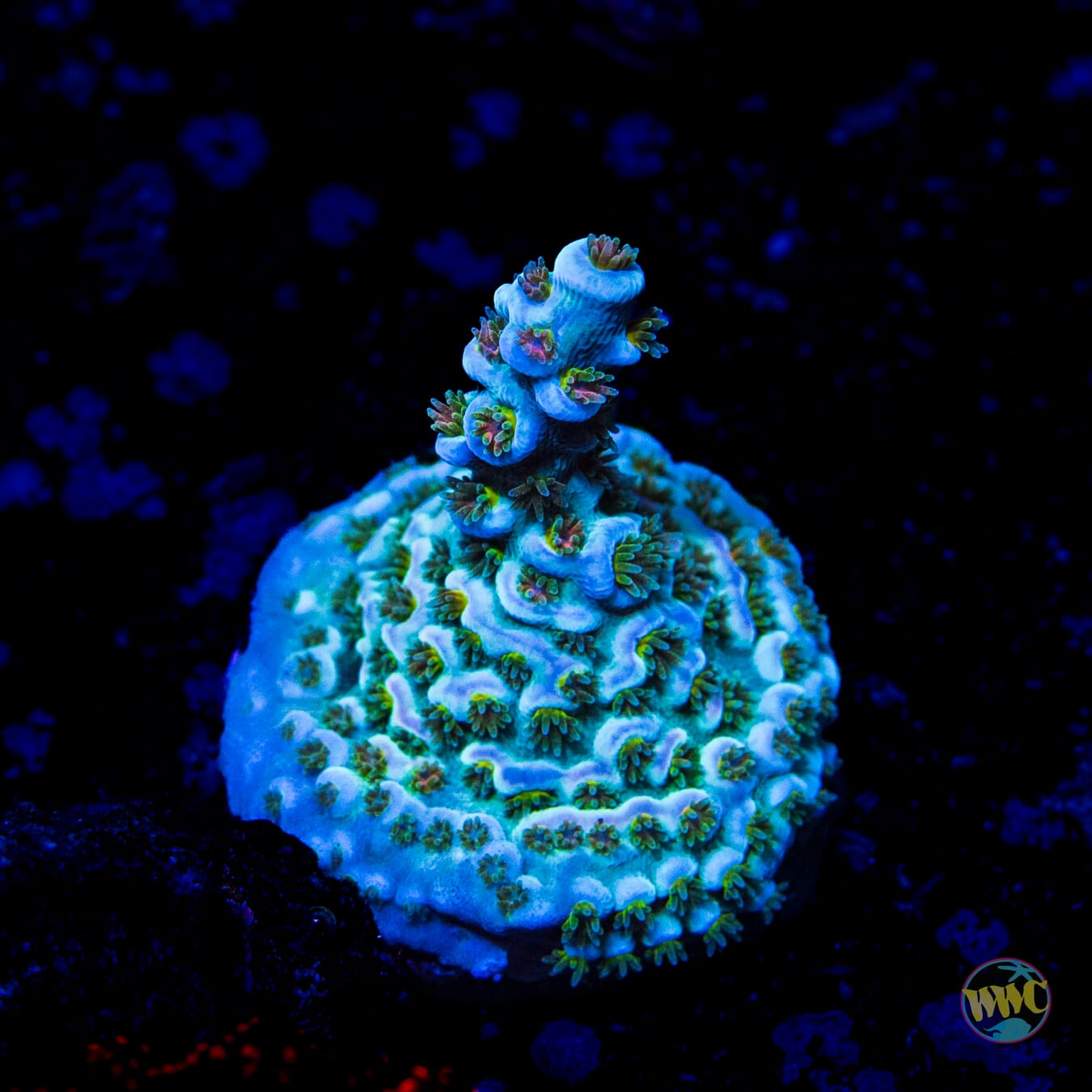 WWC Tiddly Winks Tenuis Acropora
