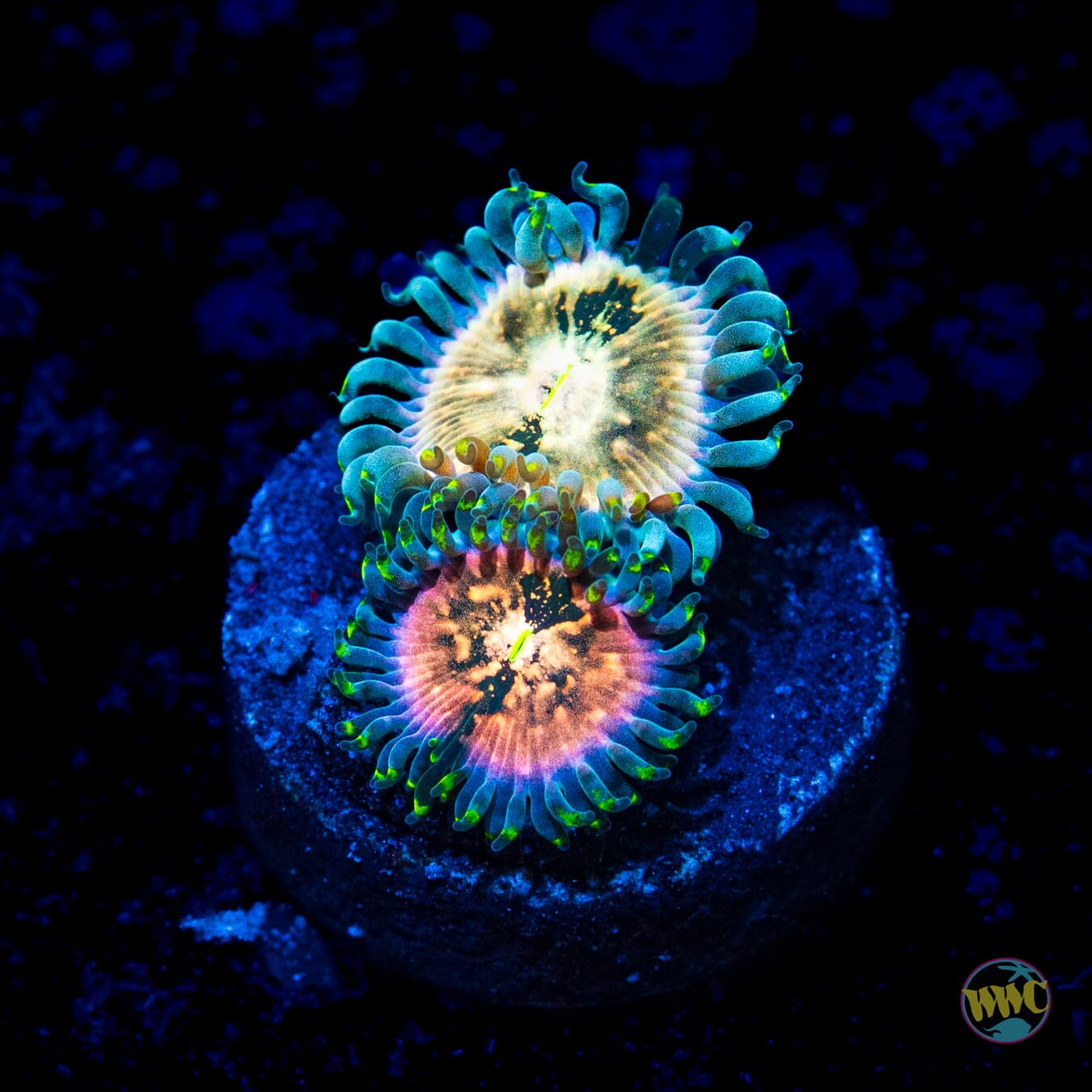 WWC Hawaiian Ding Dang Zoanthids