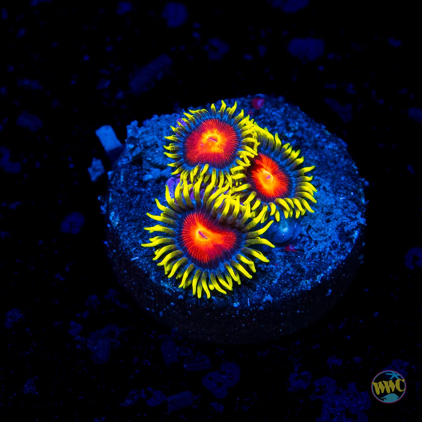 WWC Rising Sun Zoanthids