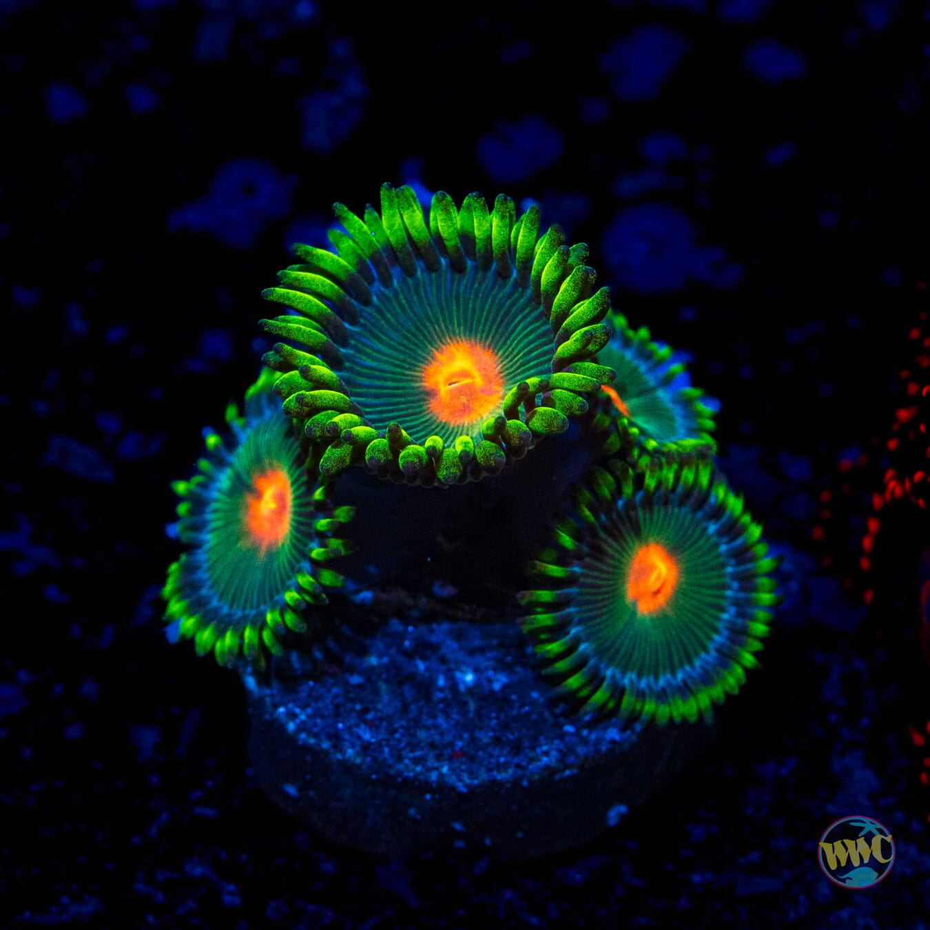 Campfire Zoanthids