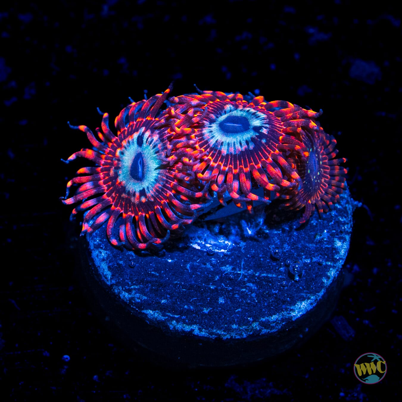 Utter Peace Zoanthids