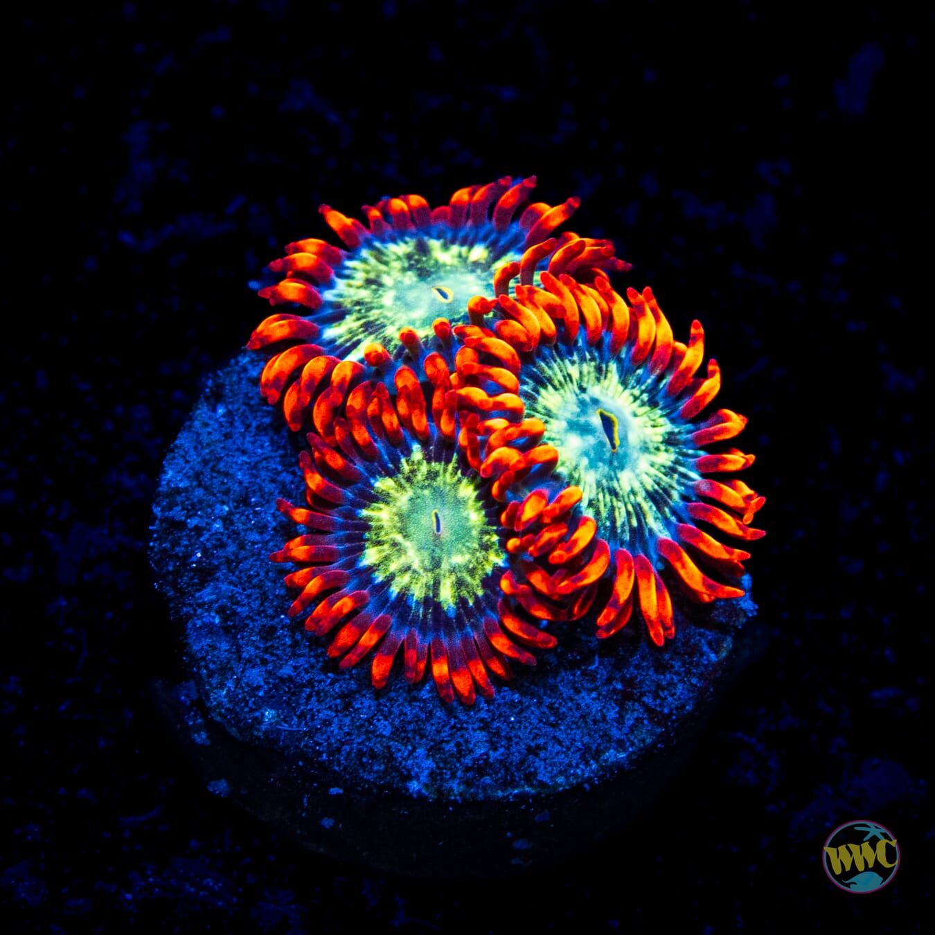 WWC Astral Shift Zoanthids
