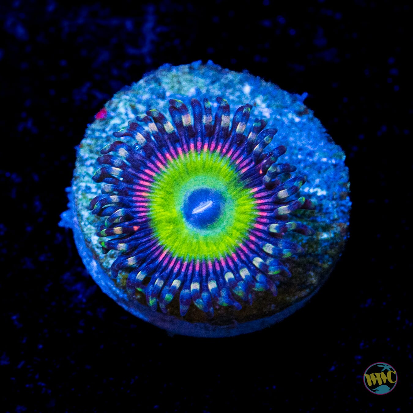 Candy Apple Pink Zoanthids