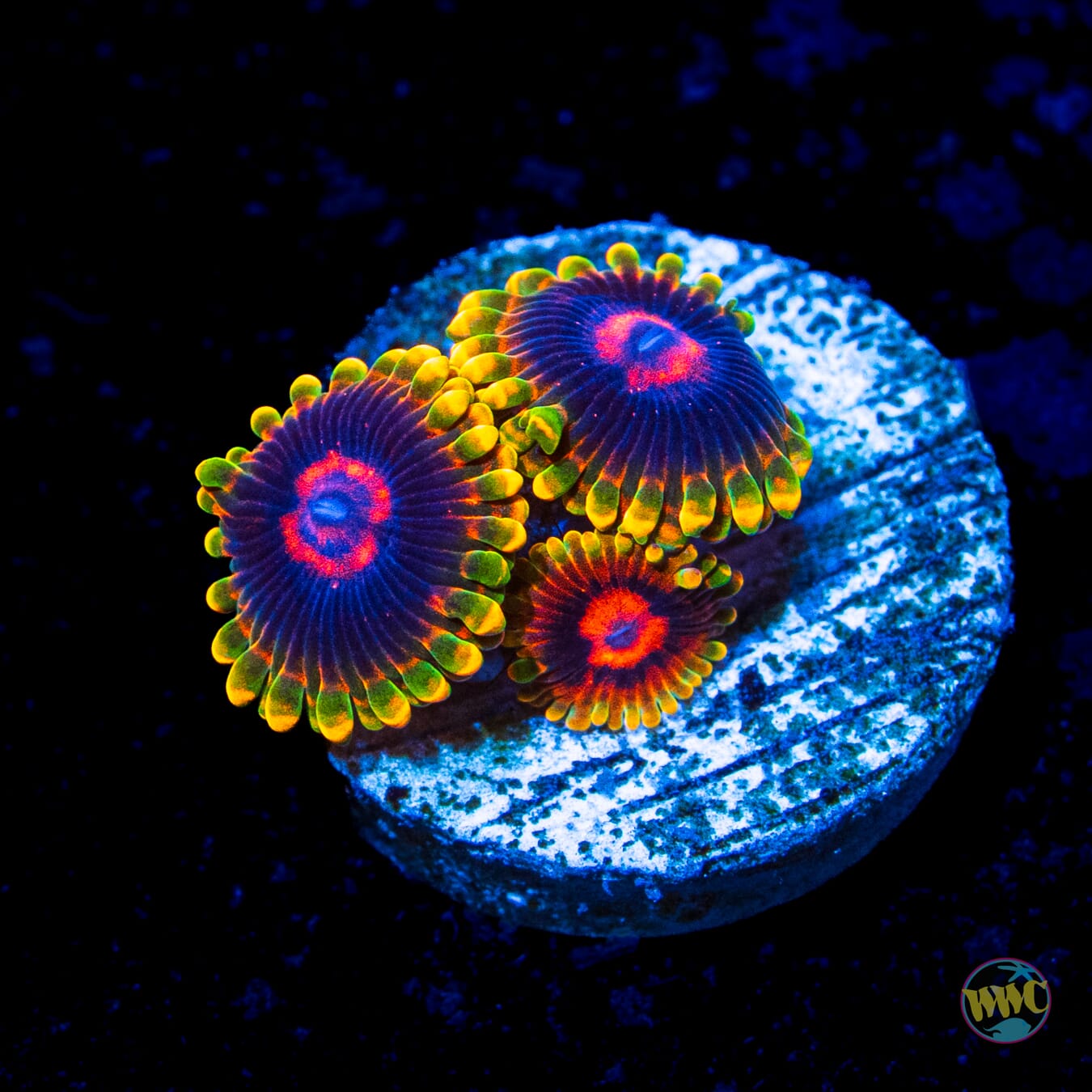 Mind Trick Zoanthids
