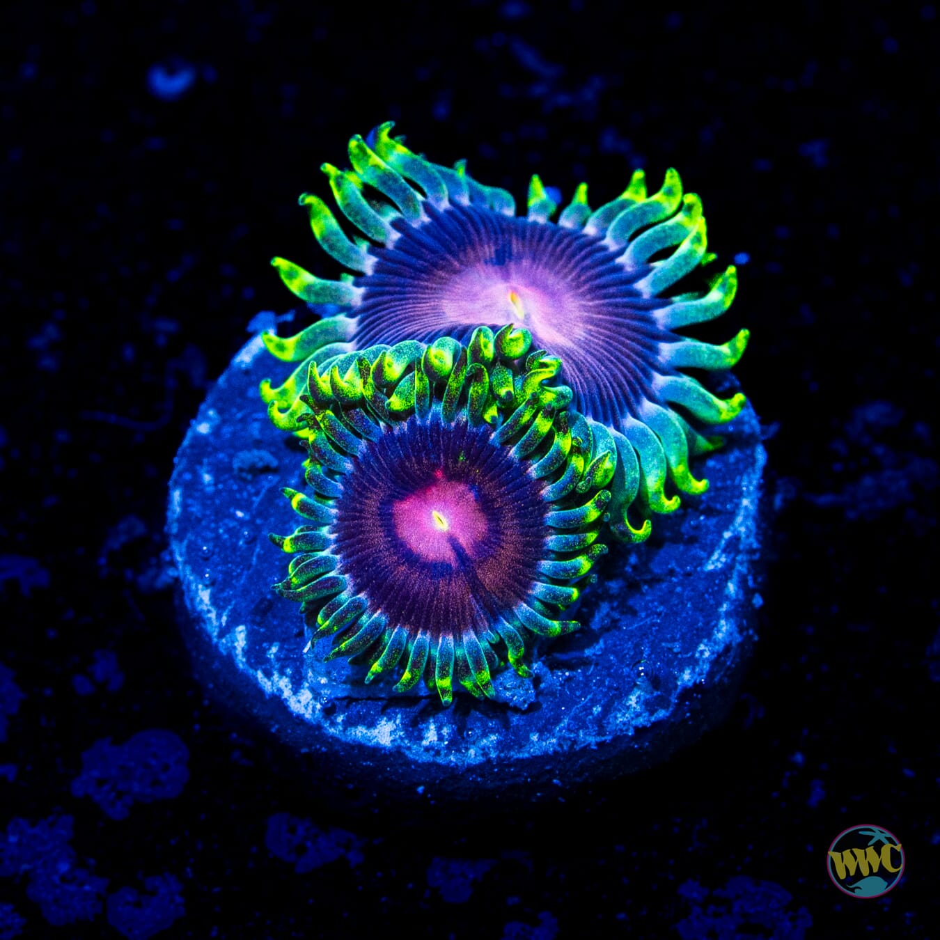 WWC Lucky Kentucky Zoanthids