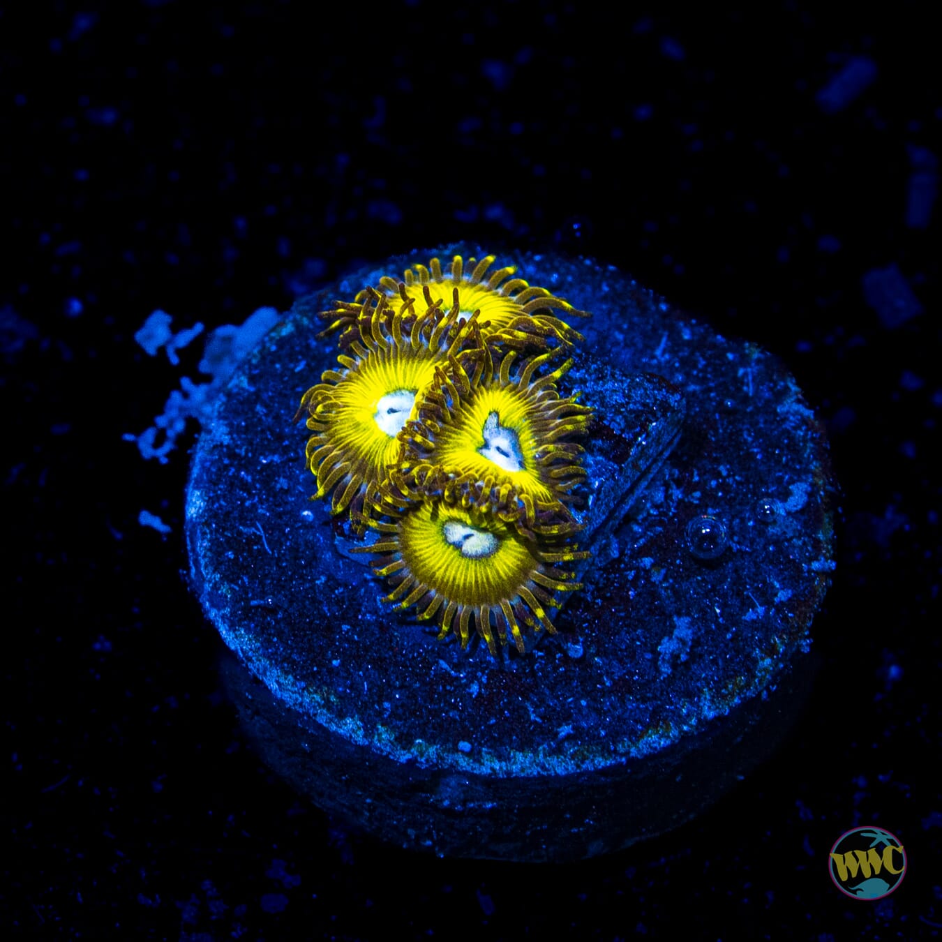 Pikachu Zoanthids