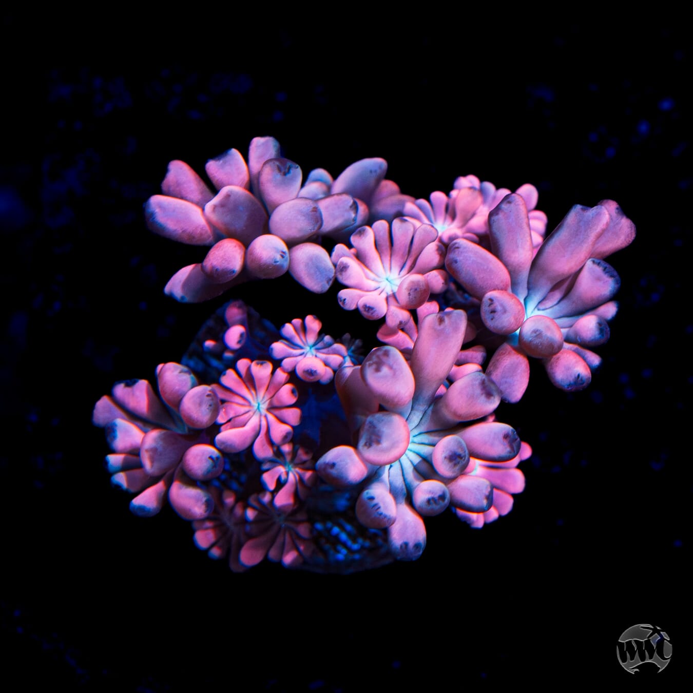 WWC Rose Hologram Alveopora