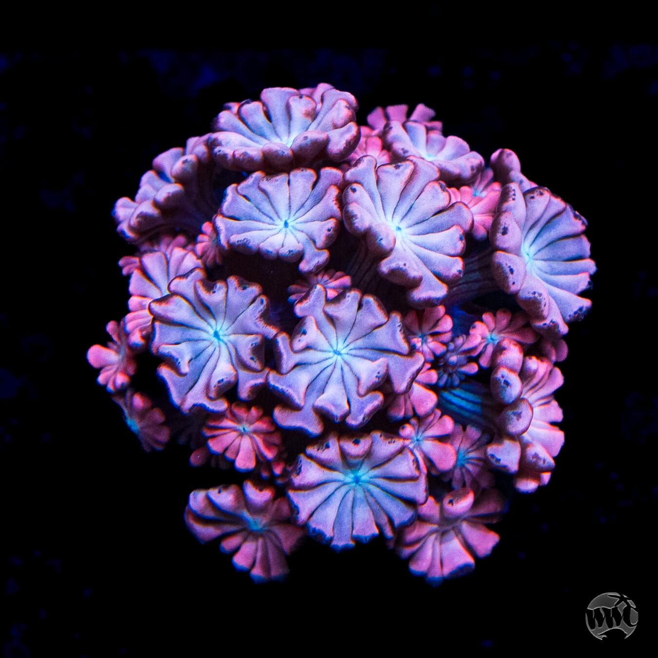 WWC Rose Hologram Alveopora