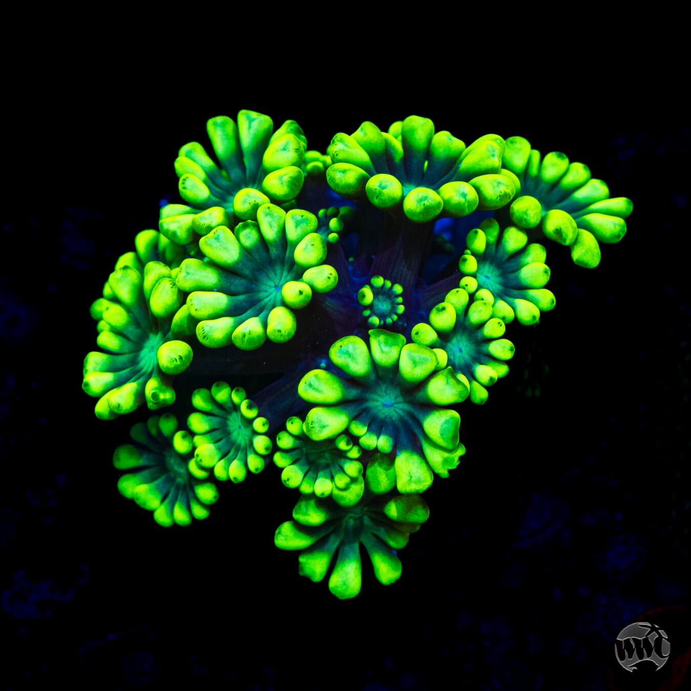 Flippin Lime Alveopora