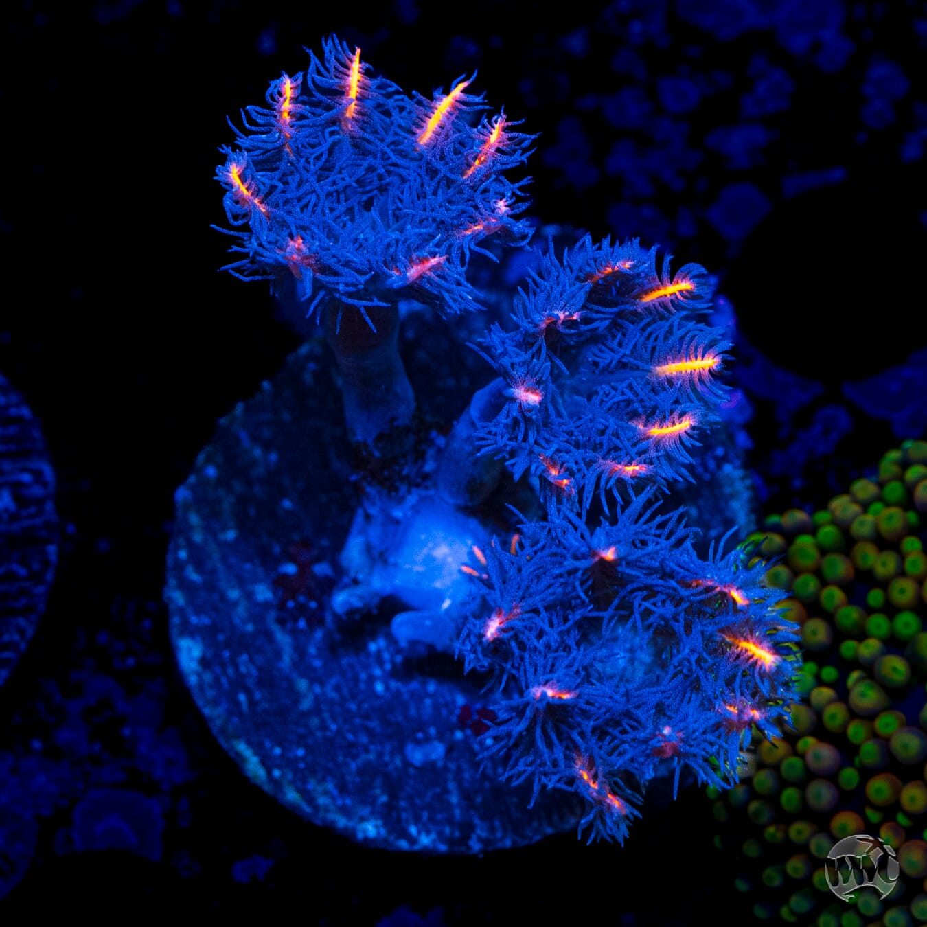Flame Tipped Clove Polyps