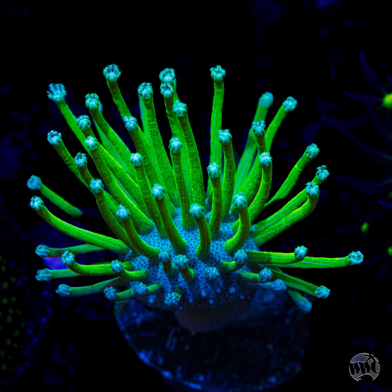 WWC Neon Long Polyp Toadstool Leather