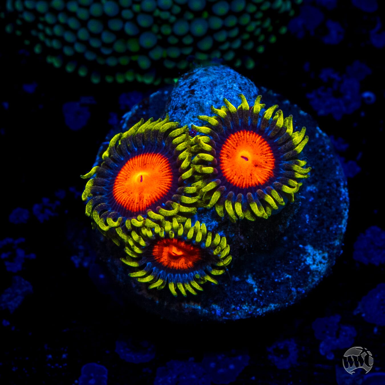 WWC Rising Sun Zoanthids