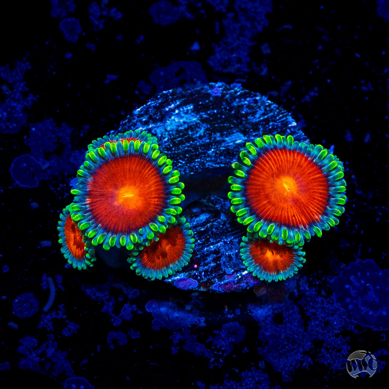 WWC Elemental Fury Zoanthids