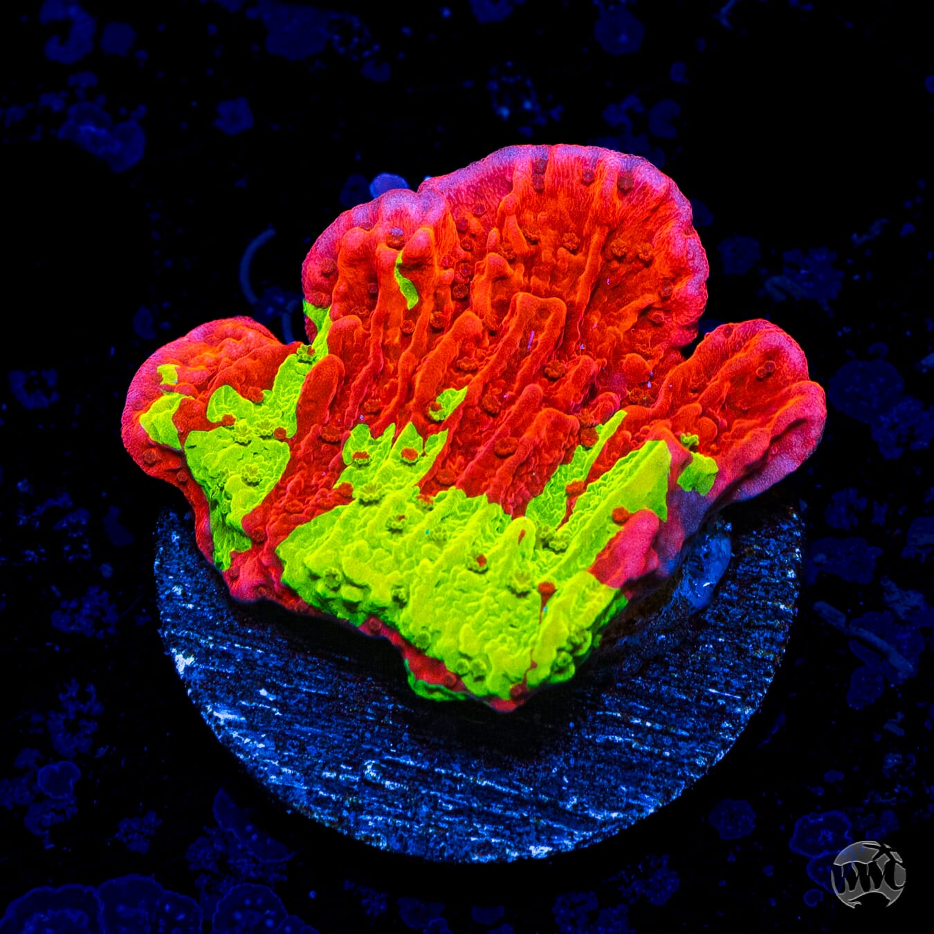WWC Jaw Breaker Grafted Montipora