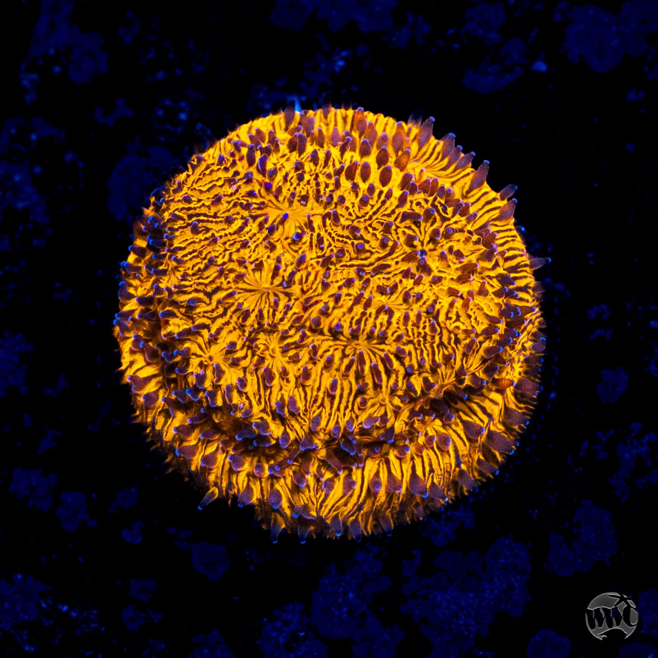 WWC 24K Lithophyllon