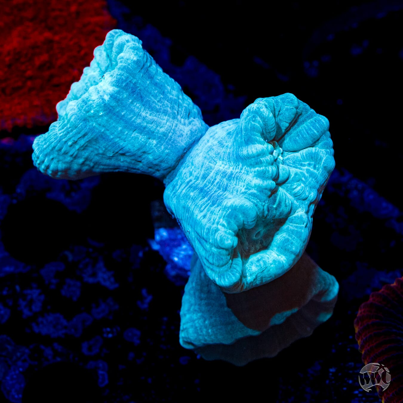 Bulbasaur Candy Cane Coral