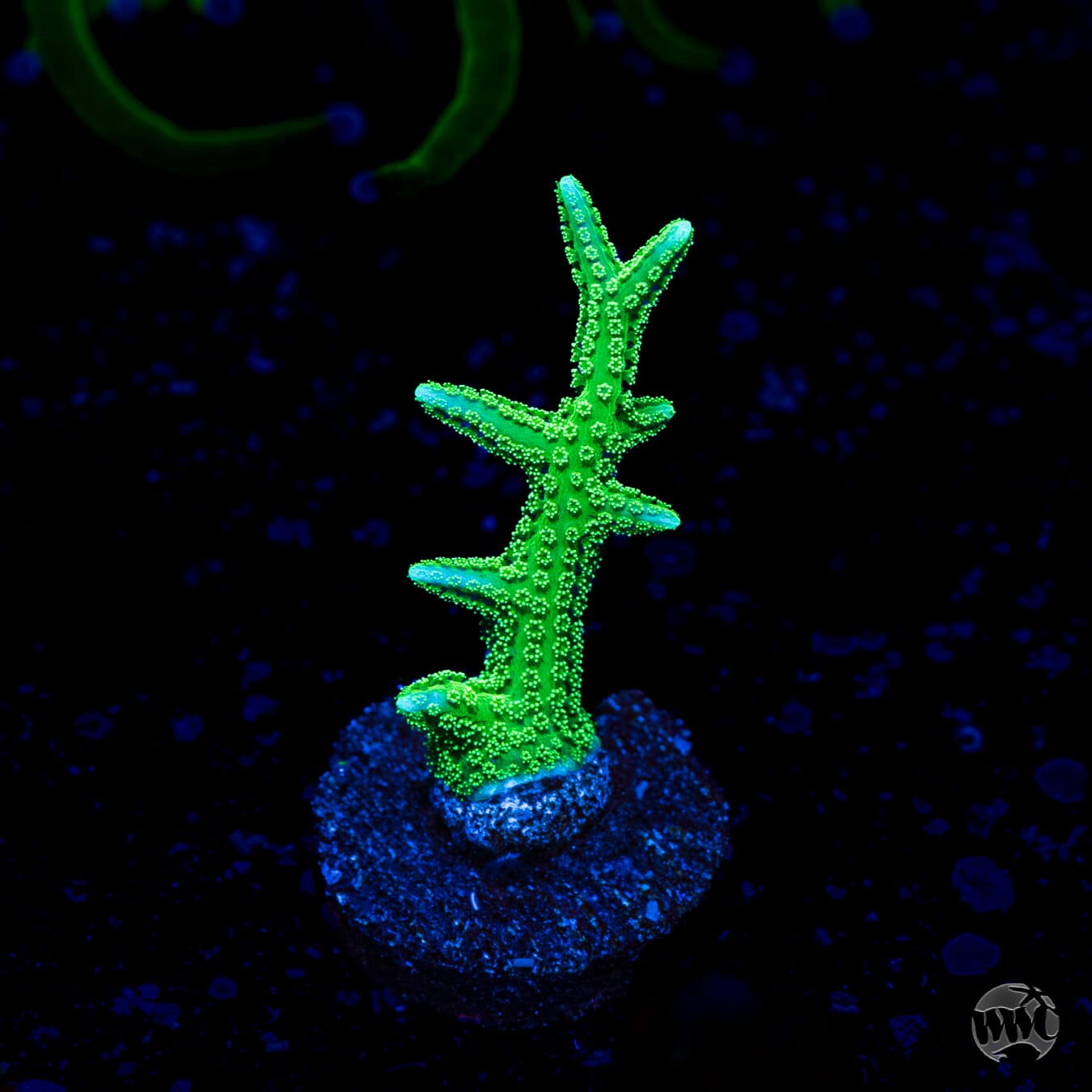 RW Jade Dragon Birdsnest