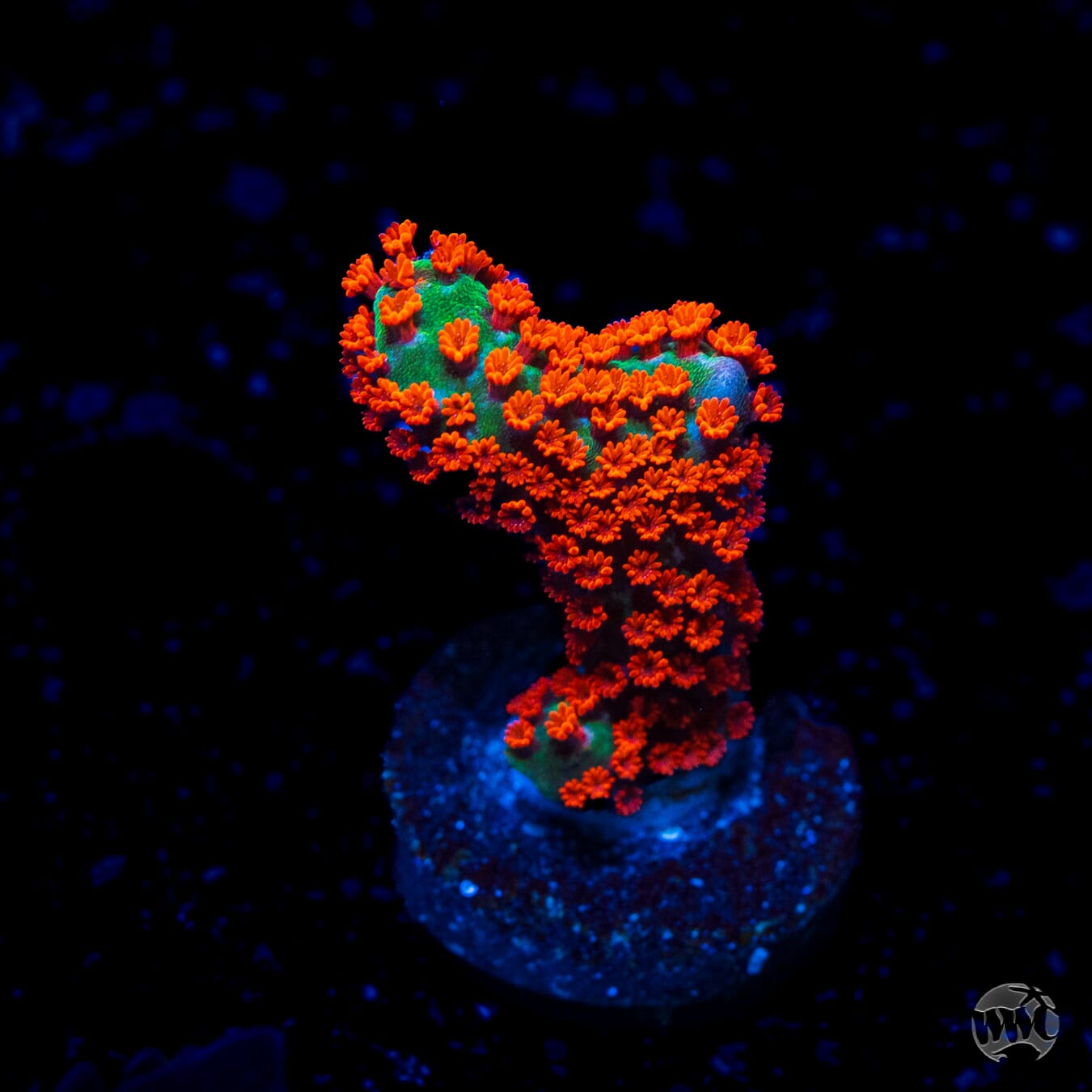 Forest Fire Digitata Montipora
