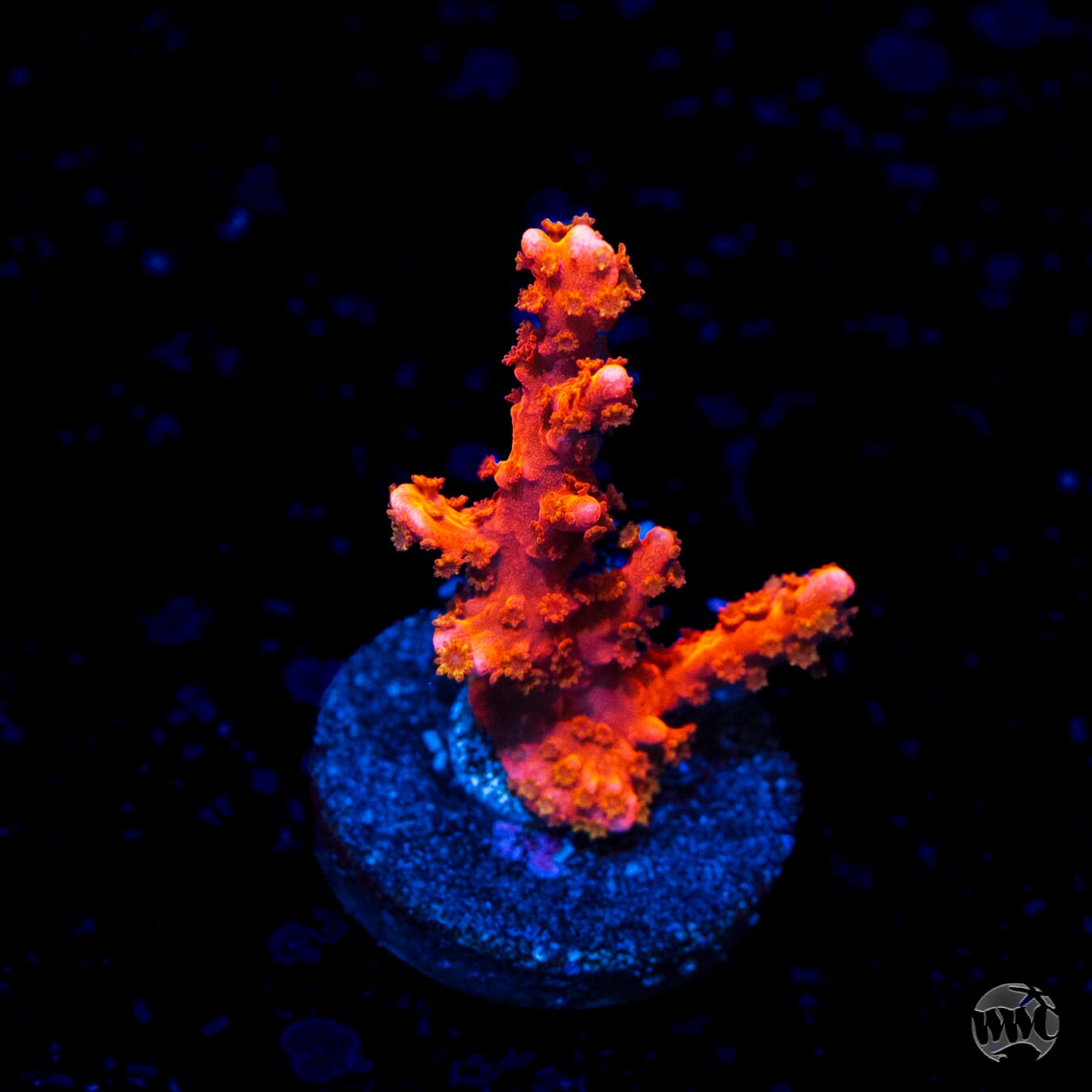 Jason Fox Firestarter Montipora