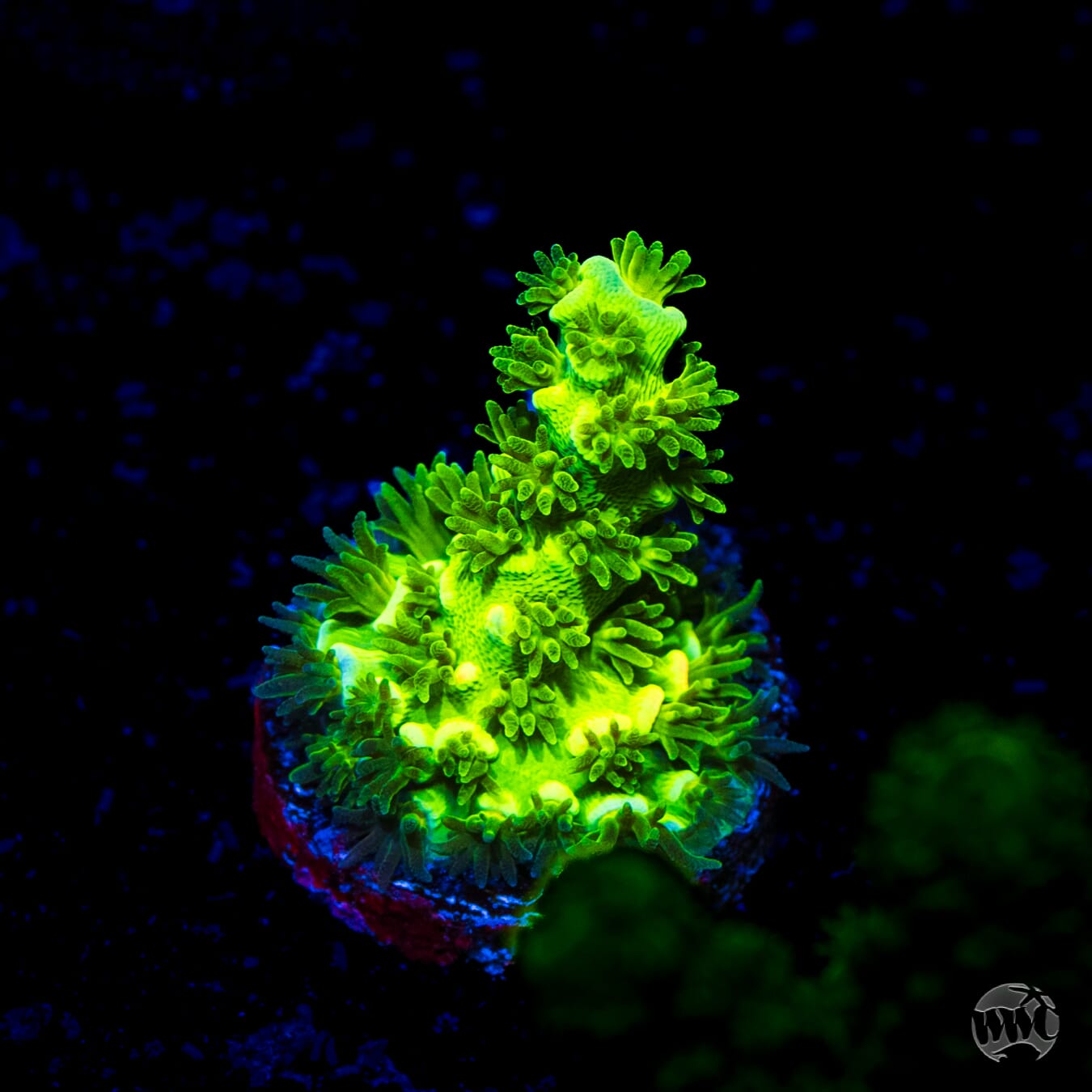 WWC Ninja Turtle Acropora