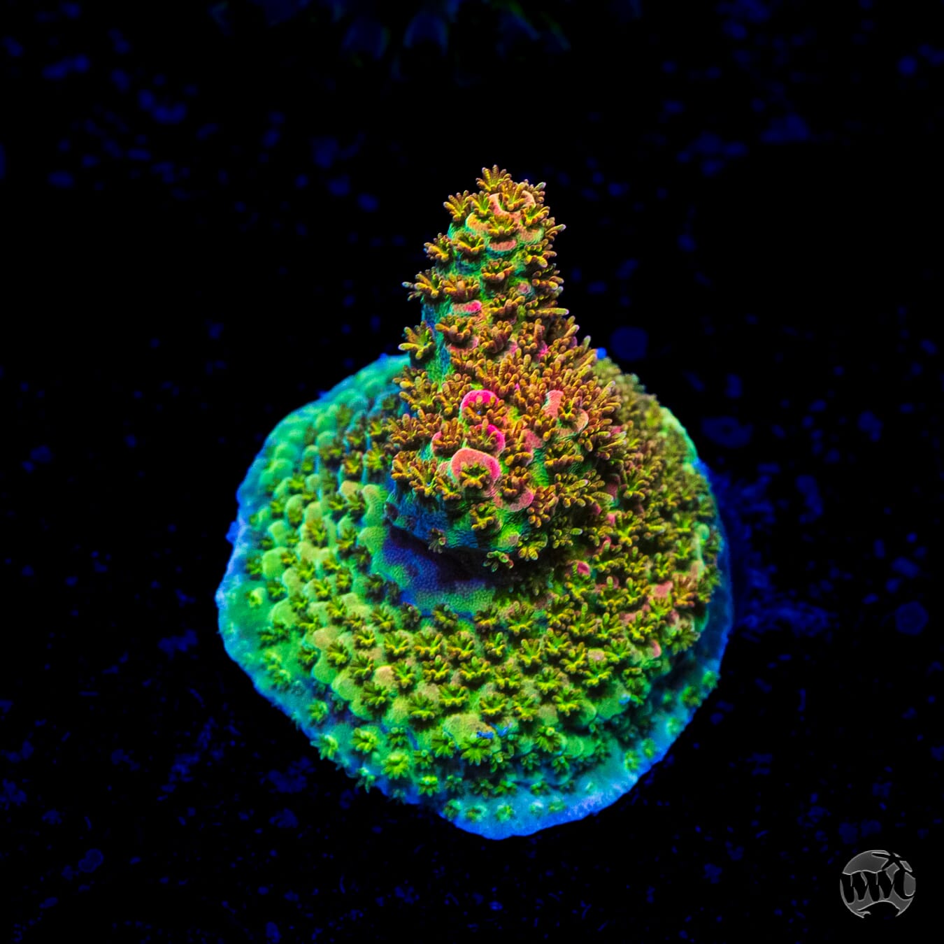 WWC Jello Shot Acropora