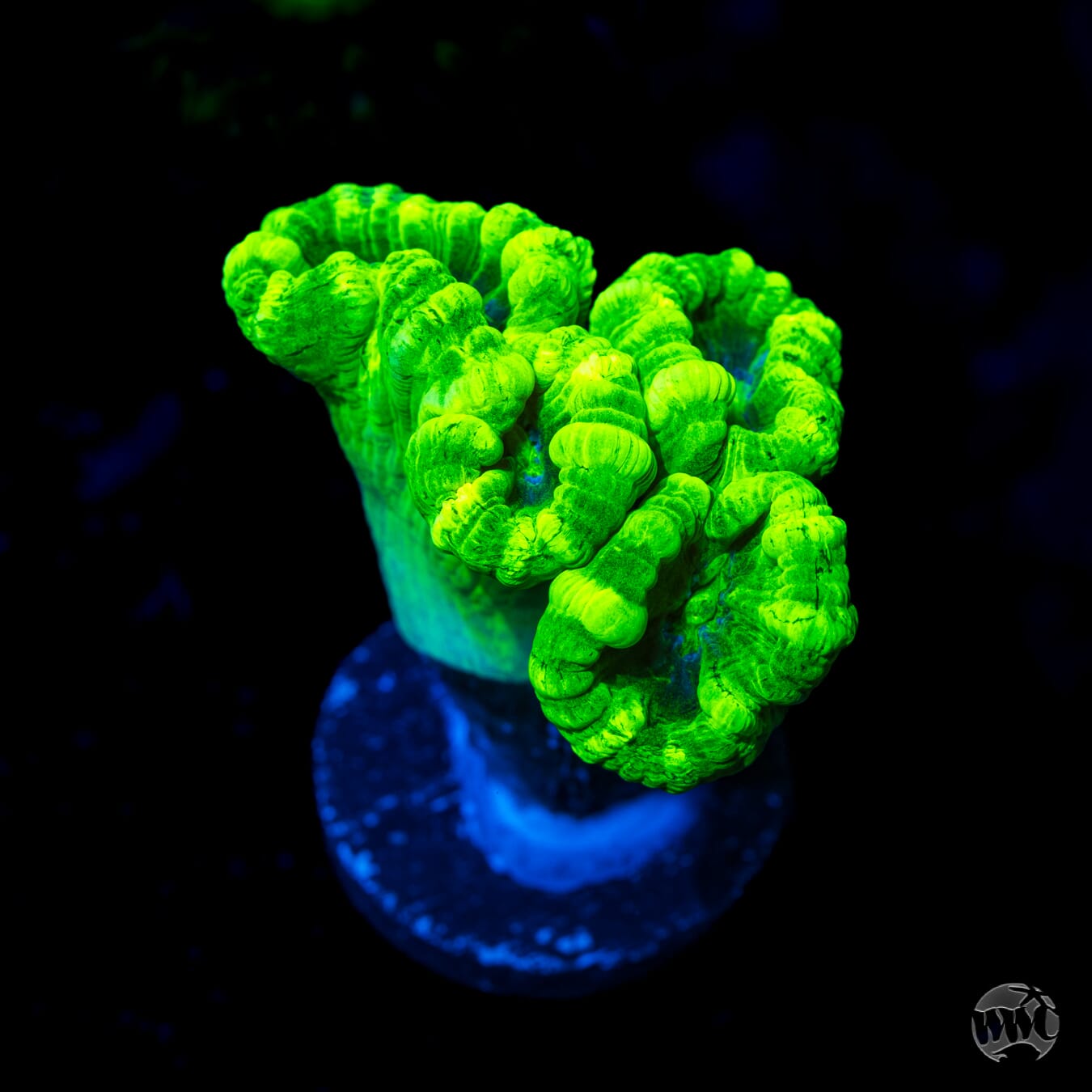 Kryptonite Candy Cane Coral