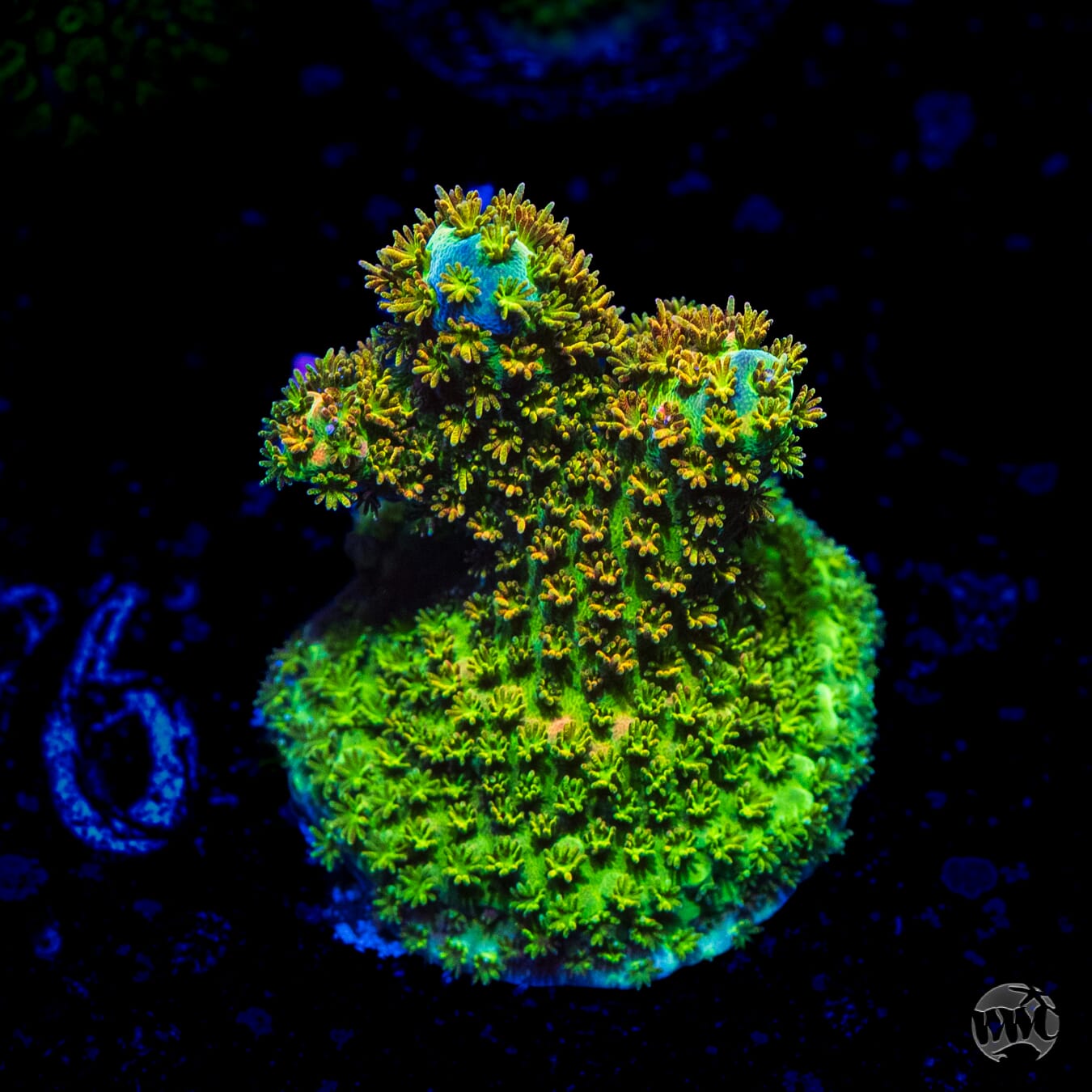 WWC Dirty Love Dreams Acropora