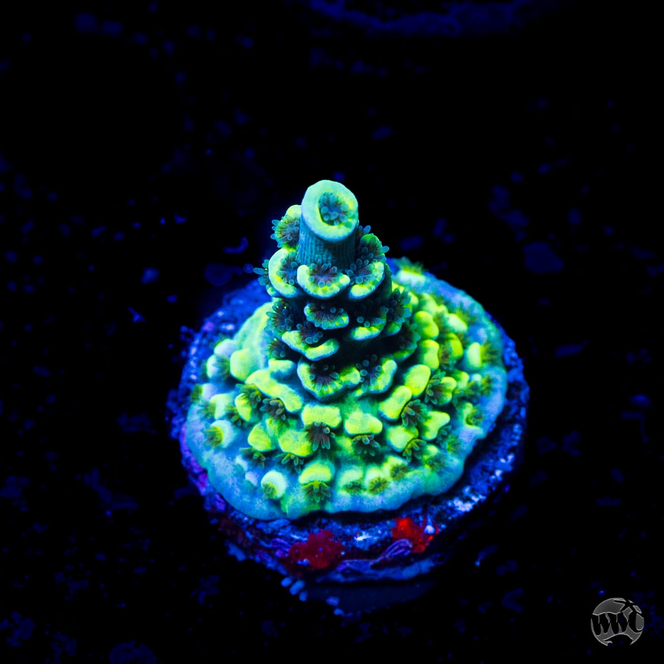 WWC Malibu Surfer Acropora