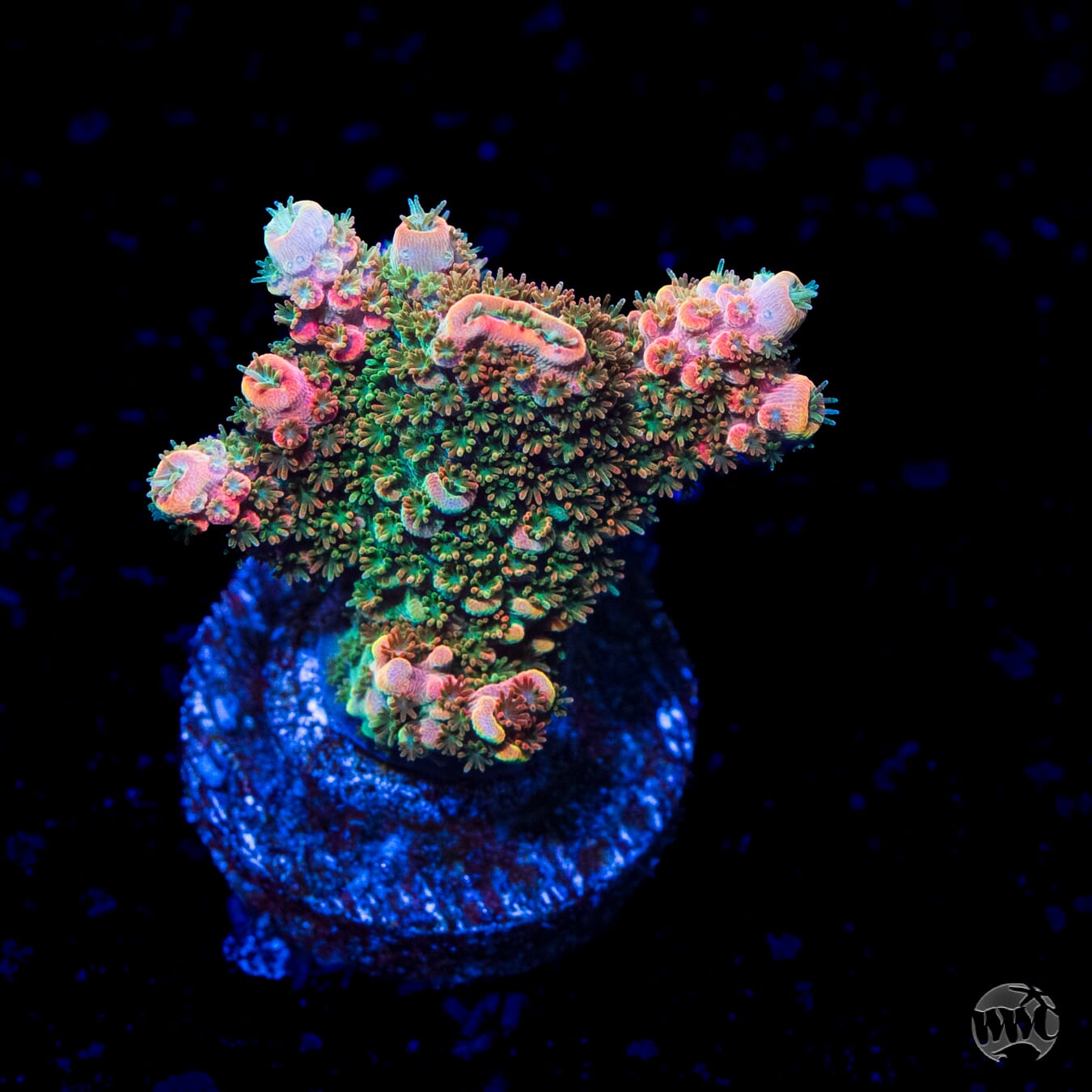 Bill Murray Acropora