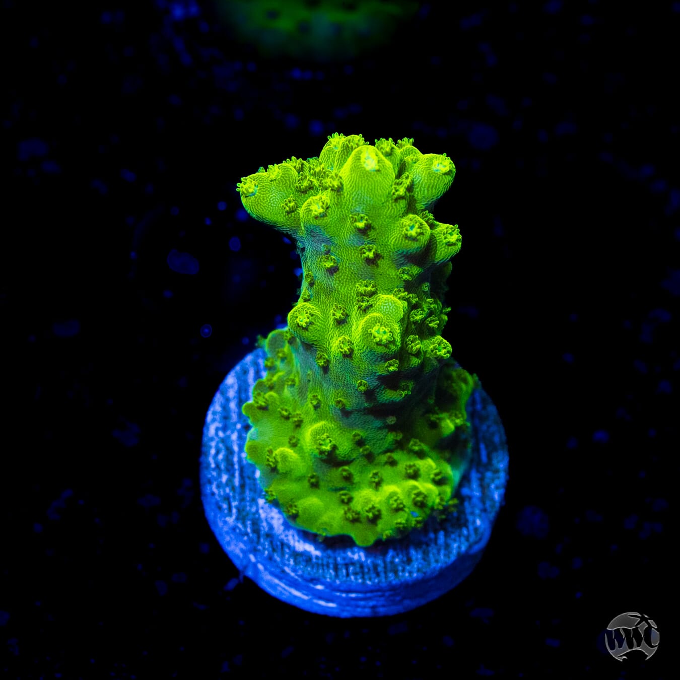 Castells Banana Table Acropora