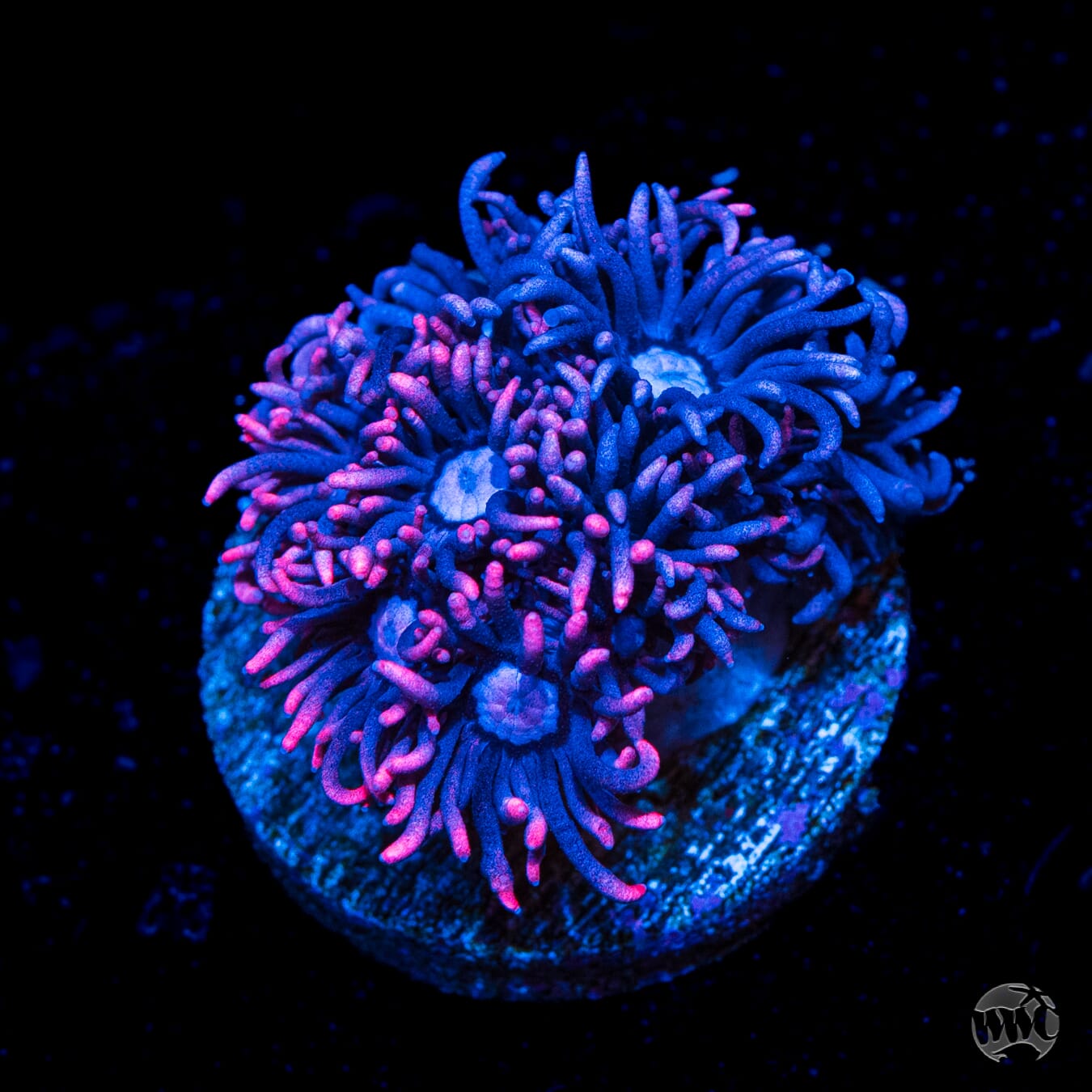 WWC Pink Lady Goniopora
