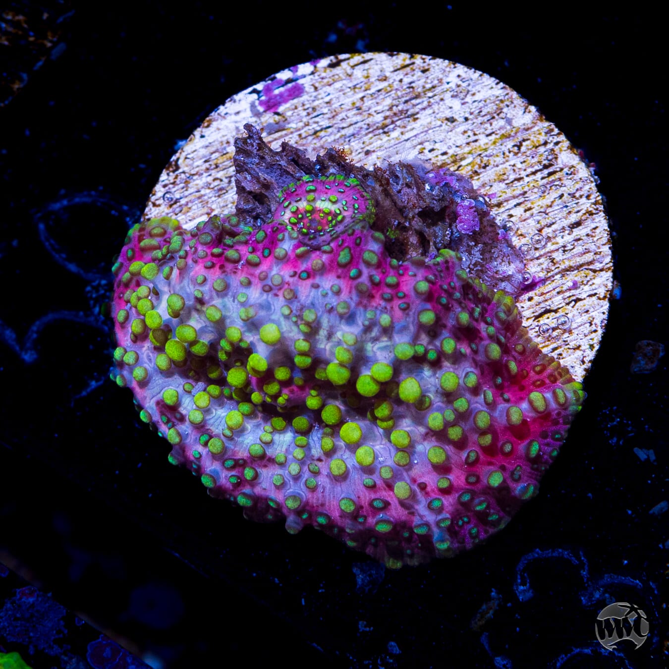 Lava Lamp Disco Mushroom