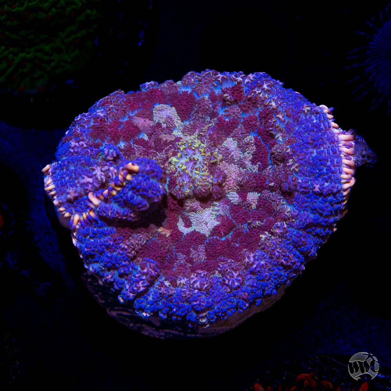 Purple Haze Rhodactis Mushroom