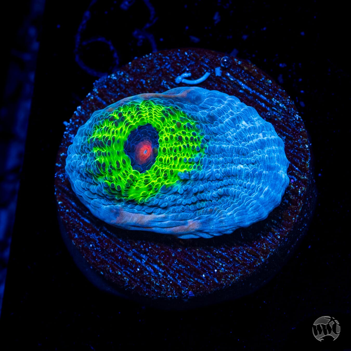 WWC Avatar Chalice