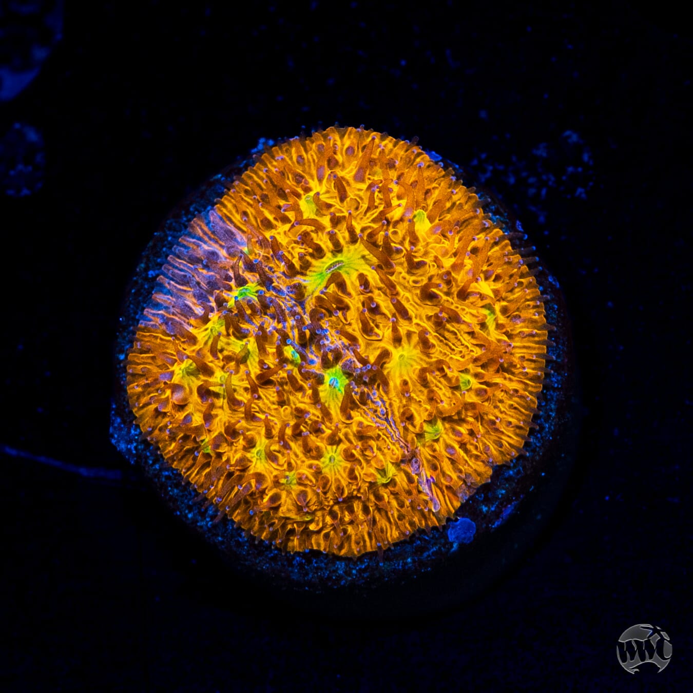 WWC Grafted C3PO Lithophyllon
