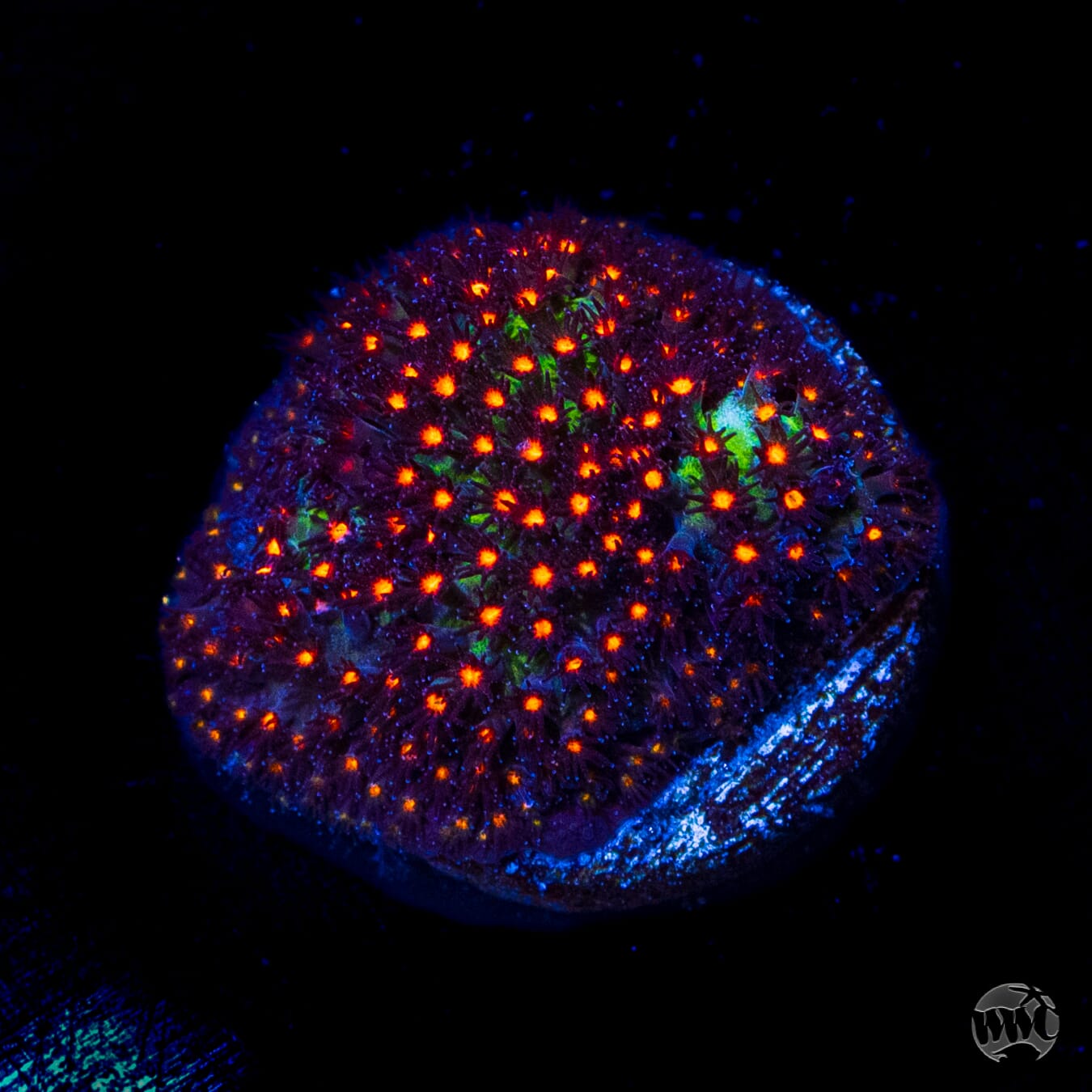 Jason Fox Sunset Stylocoeniella