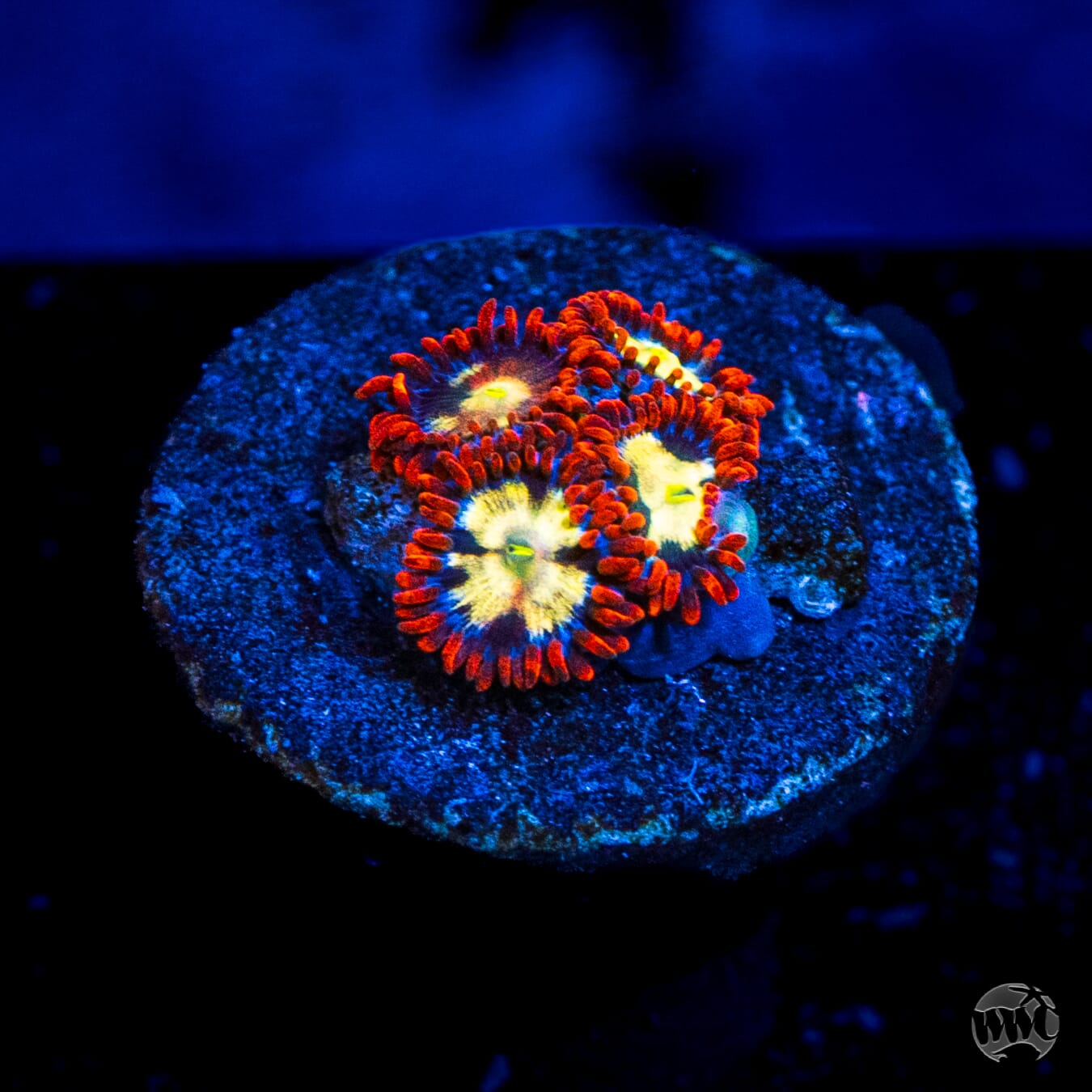 Alpha Omega Zoanthids