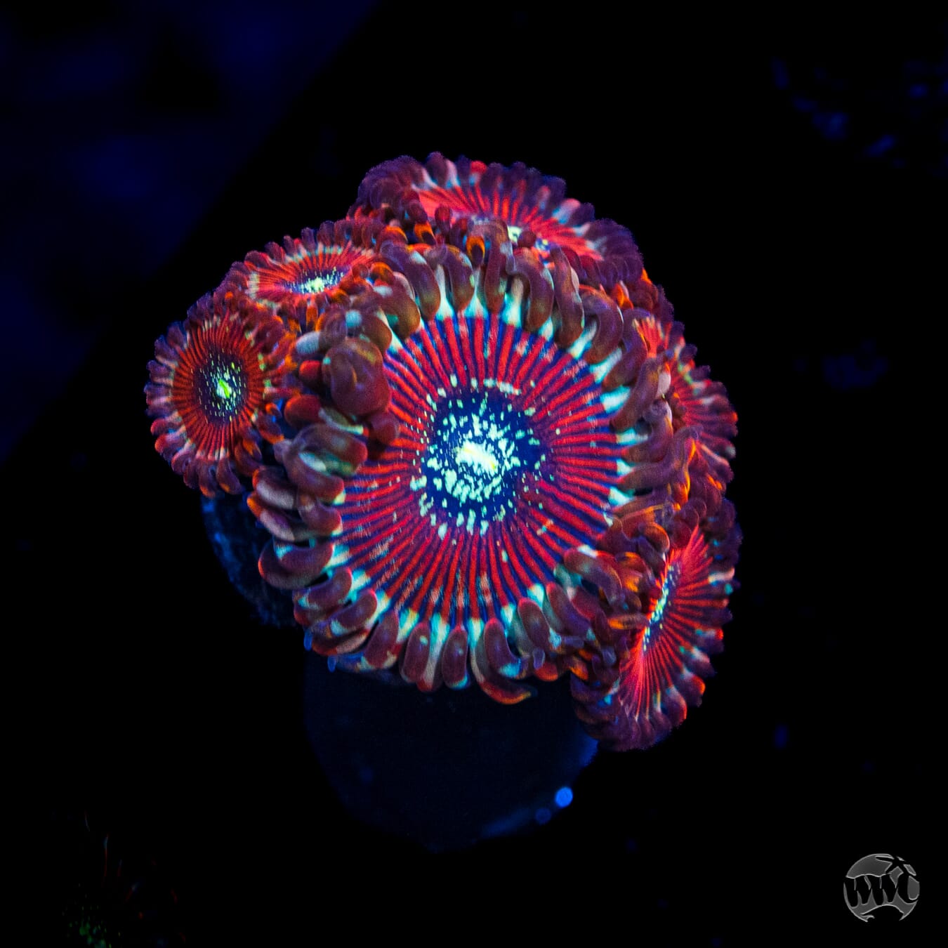Magicians Zoanthids