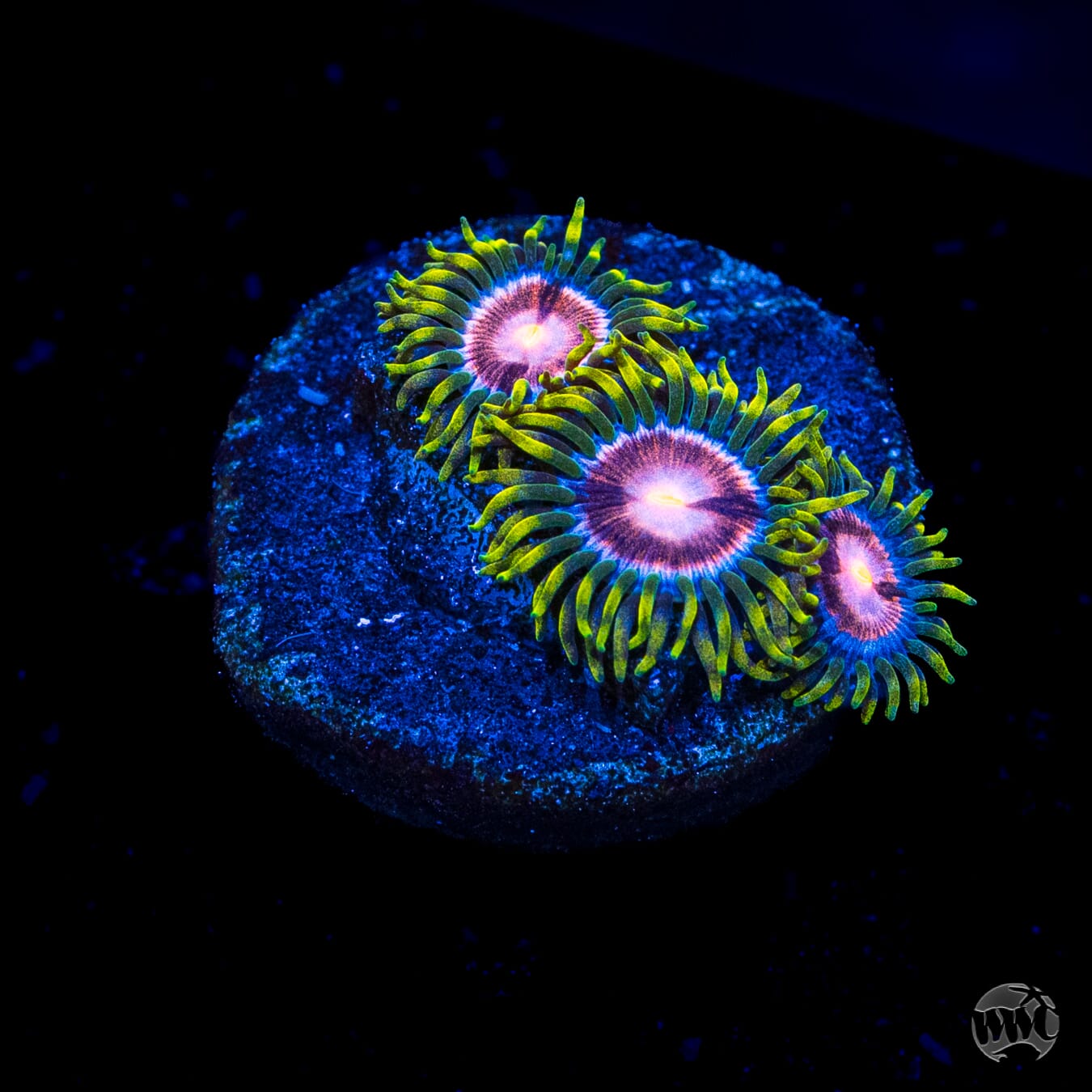 WWC Sweet Tooth Zoanthids