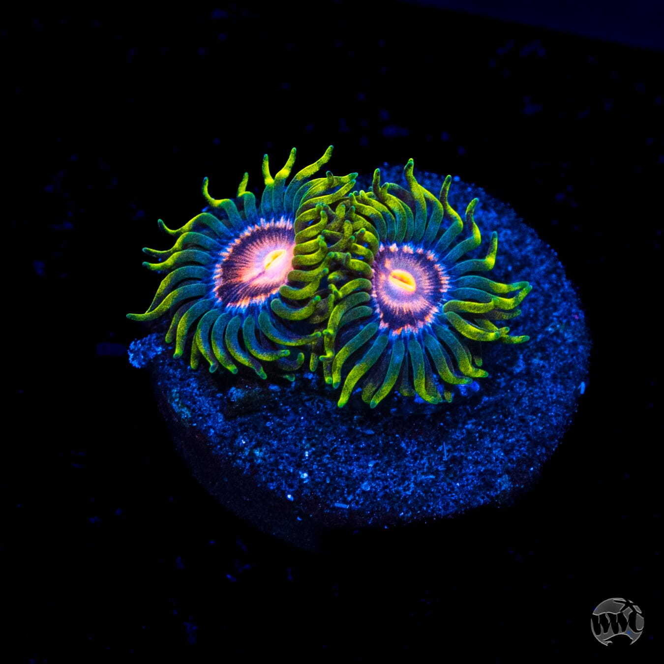 WWC Sweet Tooth Zoanthids