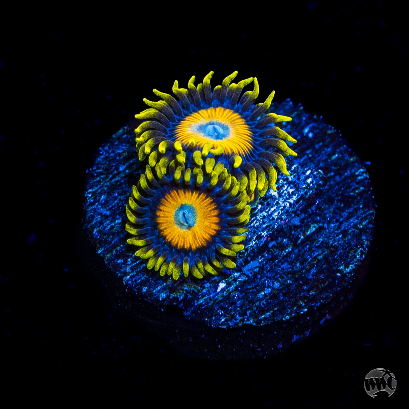 Scrambled Eggs Zoanthids