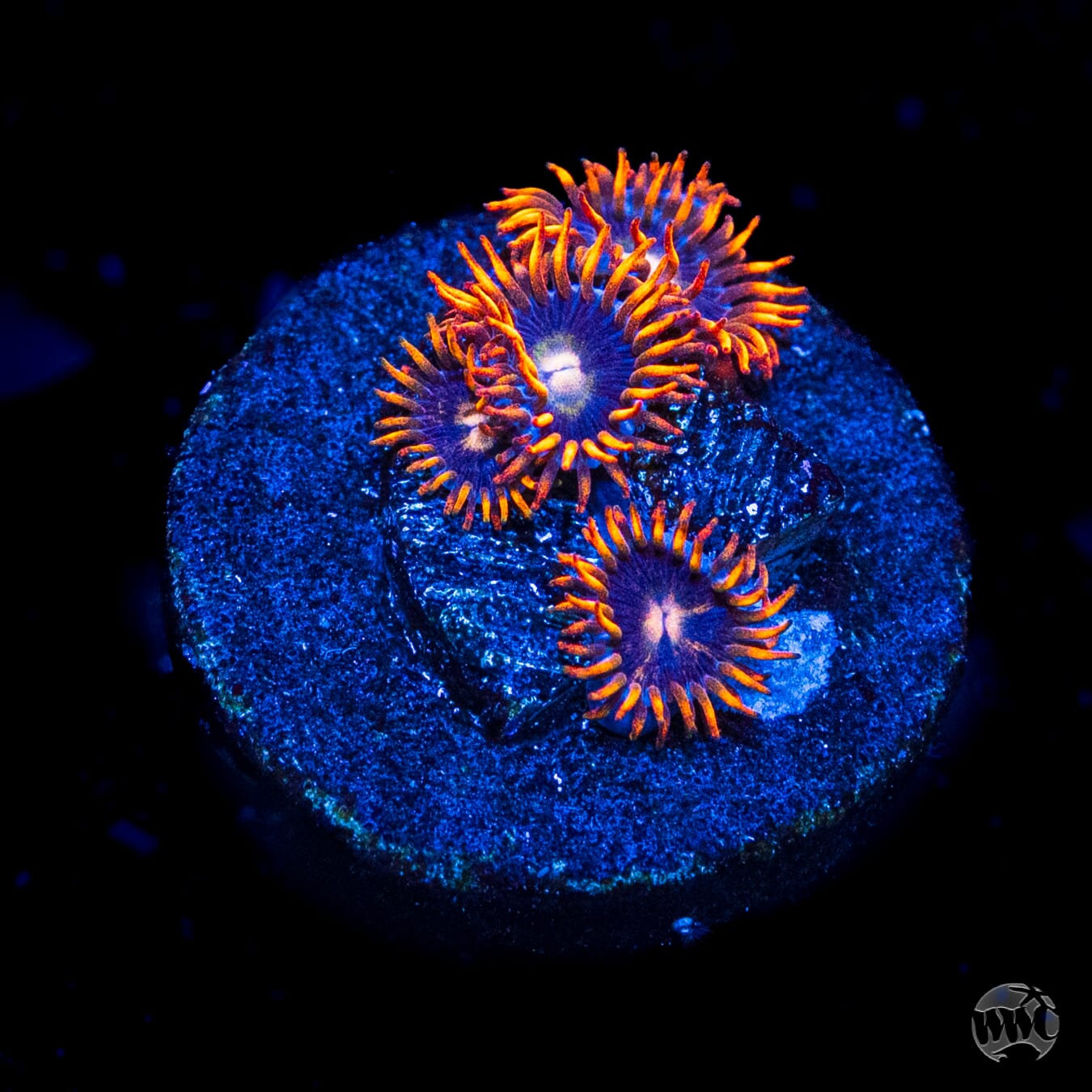 Rainbow Hornet Zoanthids