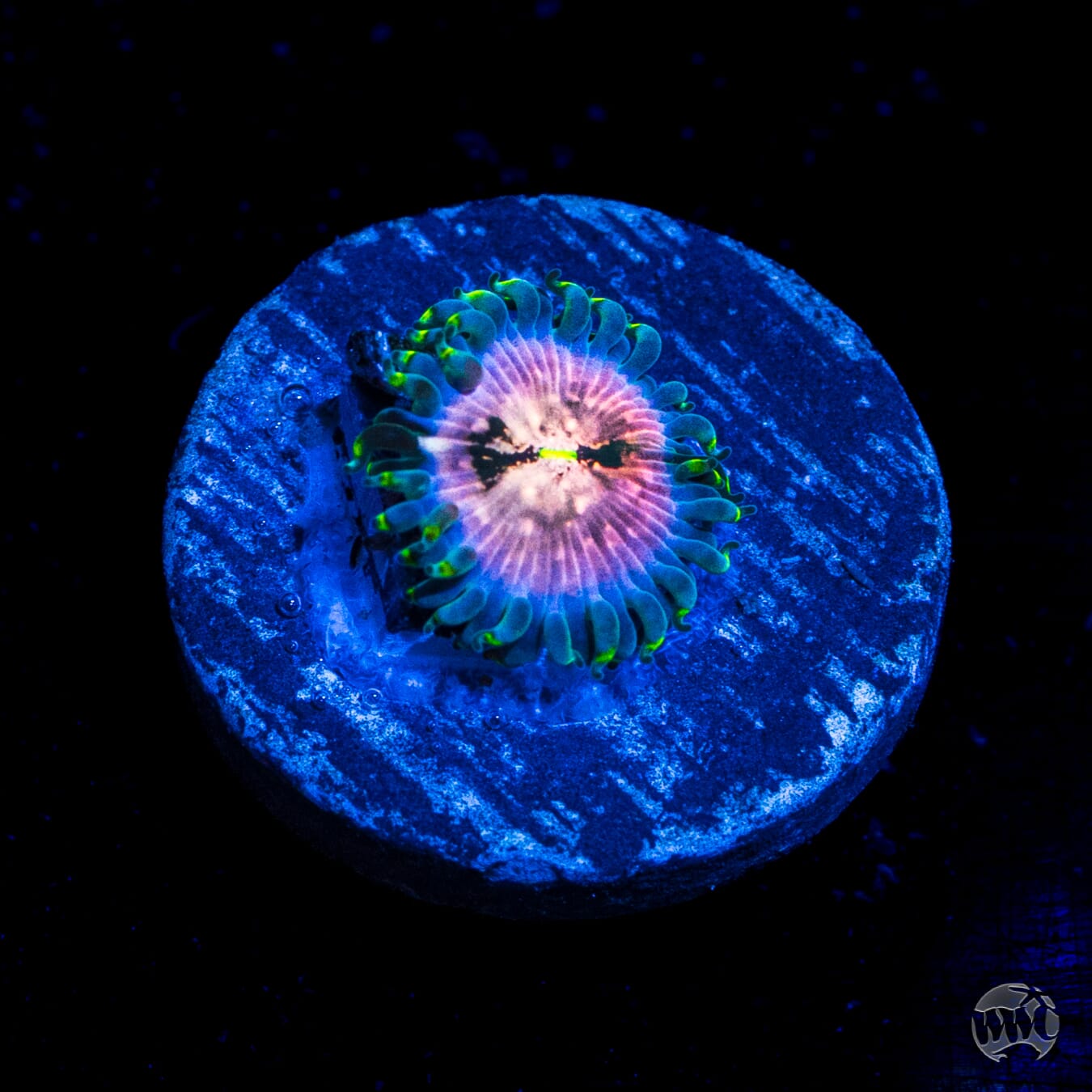 WWC Bob Marley Zoanthids