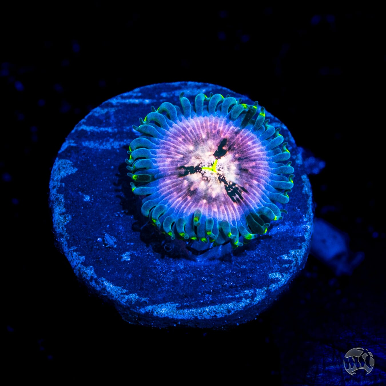 Hawaiian Ding Dang Zoanthids